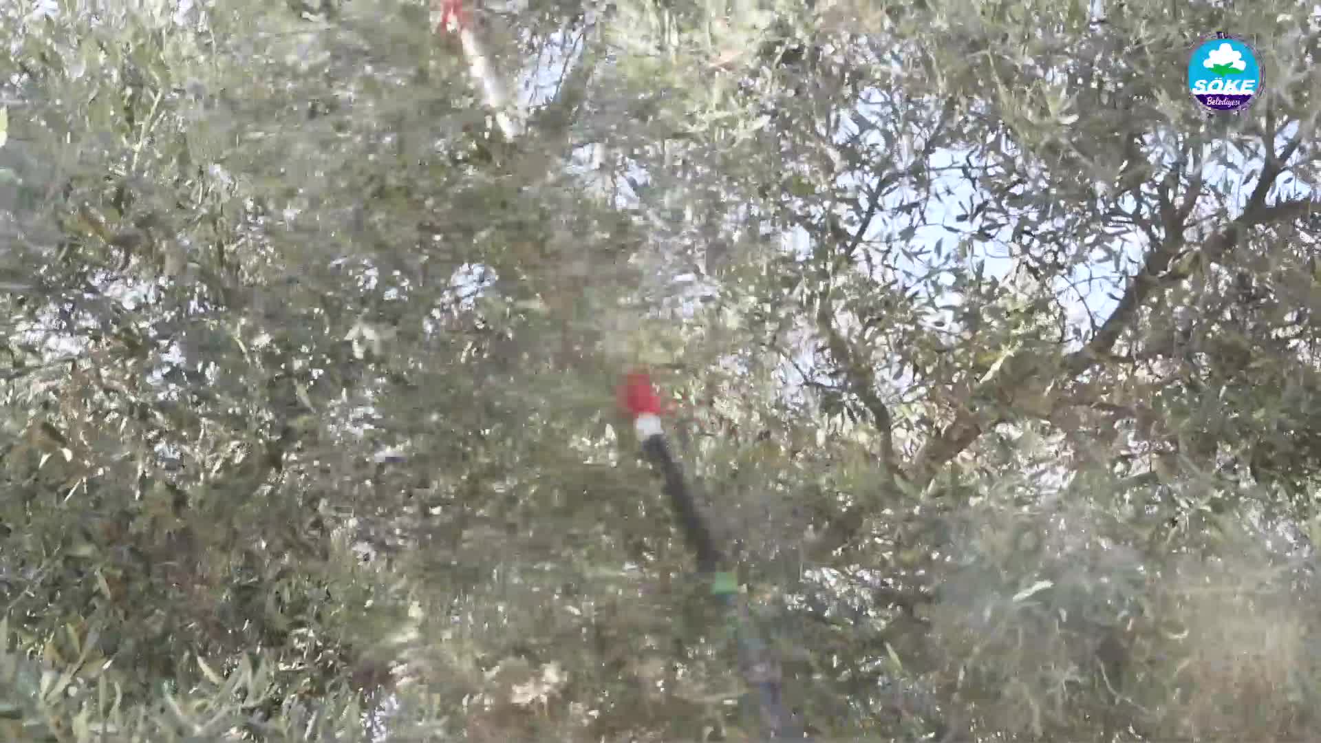 SÖKE BELEDİYESİ’NDEN VATANDAŞA BU KEZ ZEYTİNYAĞI DESTEĞİ