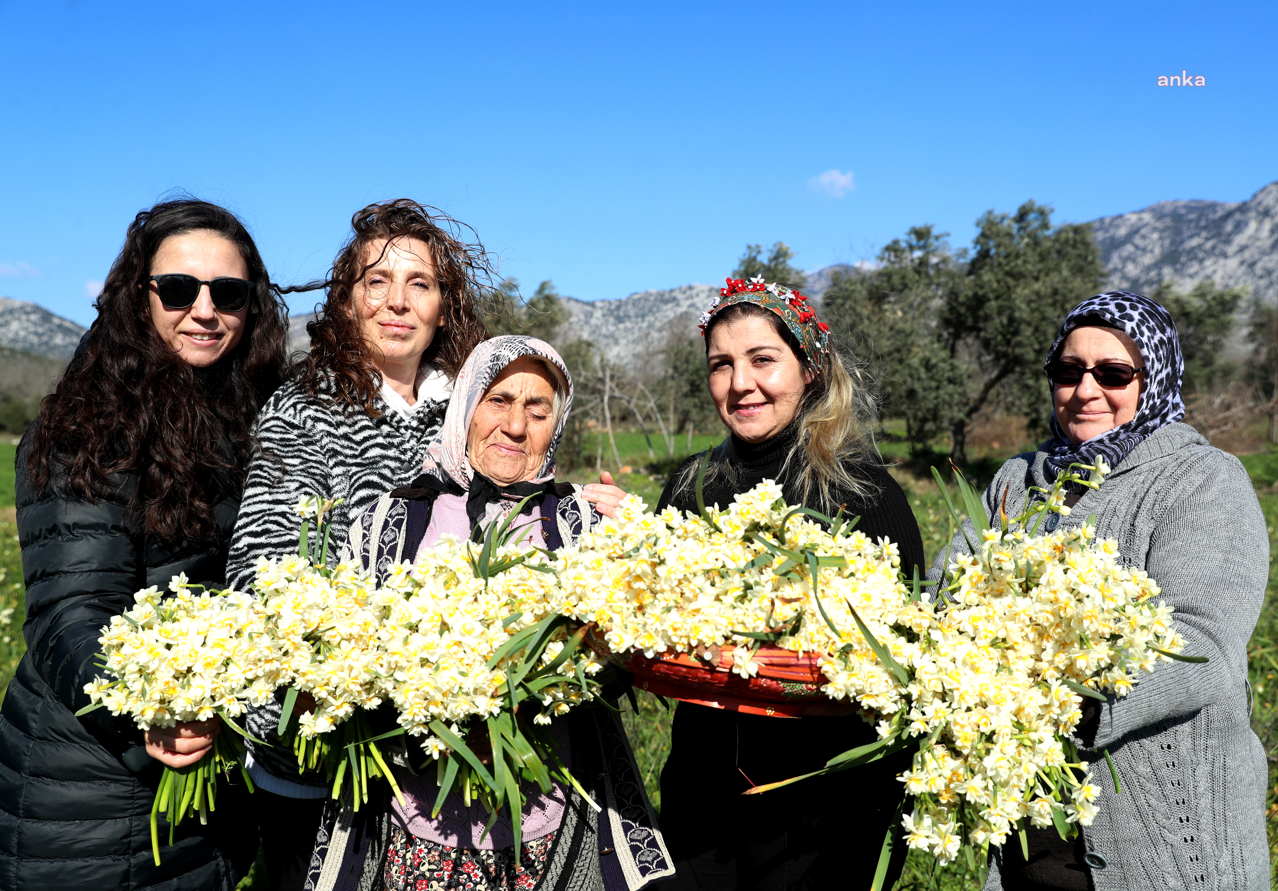 ANTALYA BÜYÜKŞEHİR’DEN NERGİS ÜRETİMİNE DESTEK