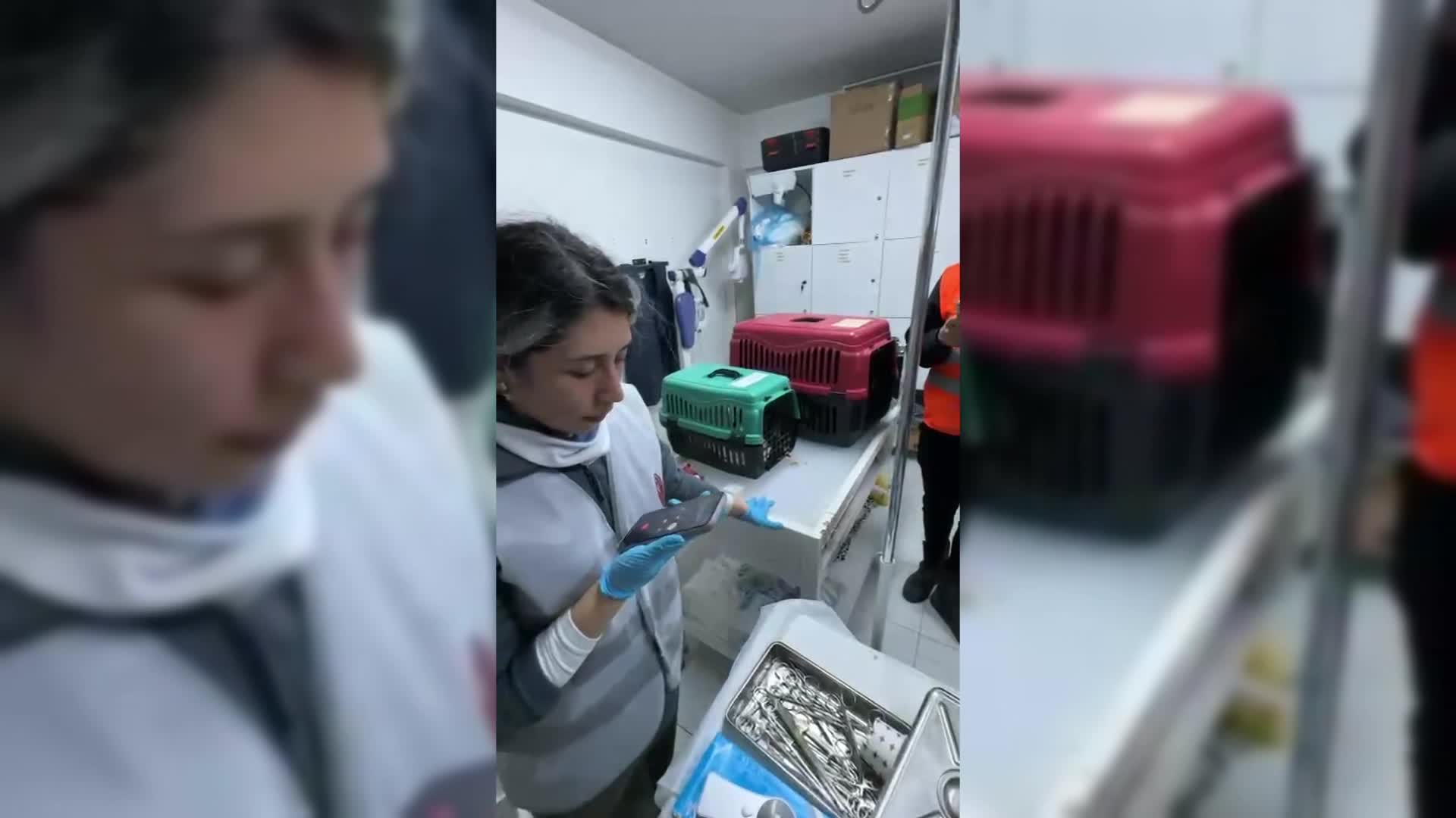 HATAY’DA BİR KEDİ ENKAZDAN KURTARILDI, ÇİP SAYESİNDE SAHİBİNE ULAŞILARAK MÜJDELİ HABER VERİLDİ