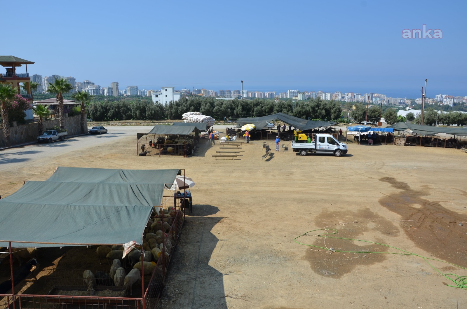 ANTALYA'DA KURBAN SATIŞ PAZARLARI İLAÇLANIYOR