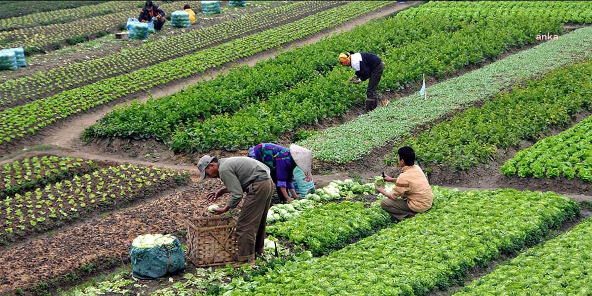 TÜİK: ARALIKTA TARIMSAL GİRDİLERDEKİ YILLIK FİYAT ARTIŞI YÜZDE 103,14 OLDU