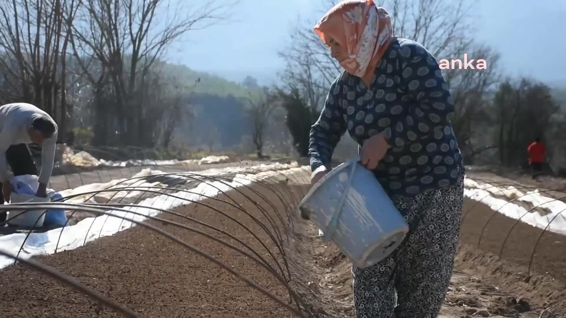 AYDIN KARACASU'DA TÜTÜN SEZONU BAŞLADI: "BÖYLE OLACAĞINA TAMAMEN BİTİRSİNLER BU TÜTÜNÜ, BİZ DE BAŞKA İŞ BAKALIM KENDİMİZE"