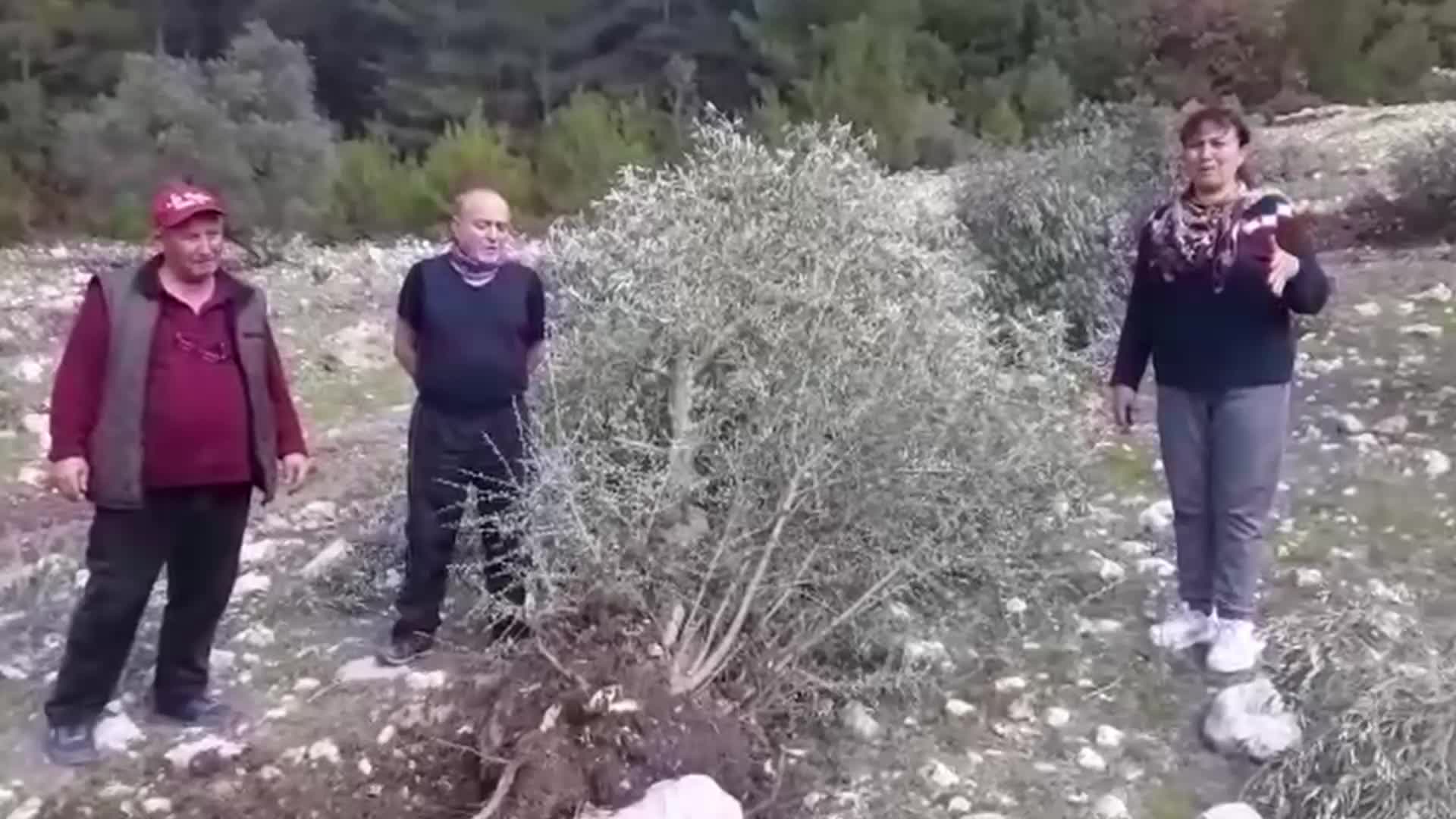 AKBELEN ORMANI'NDA NÖBET TUTAN İKİZKÖYLÜ NEJLA IŞIK: "29 ZEYTİN AĞACI SÖKÜLDÜ, ŞİKAYETÇİ OLDUK"