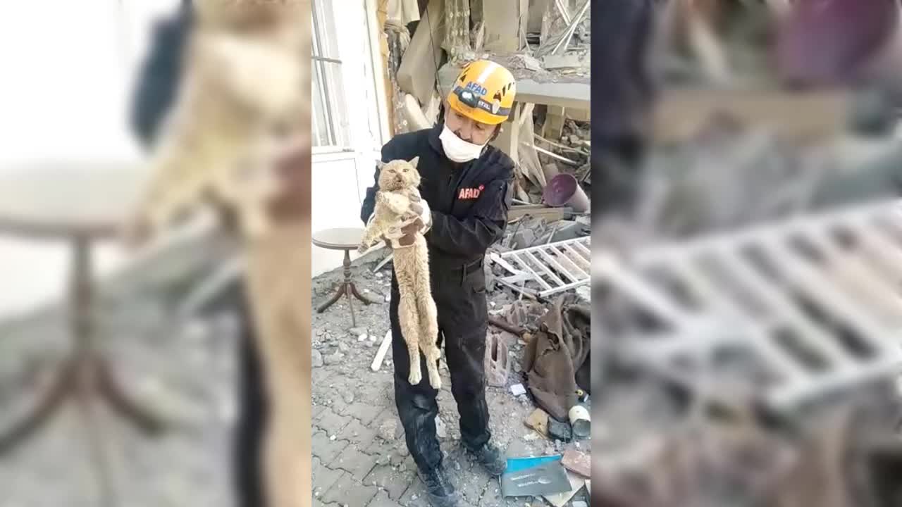 ADIYAMAN'DA 21 GÜN ENKAZ ALTINDA KALAN KEDİ KURTARILDI