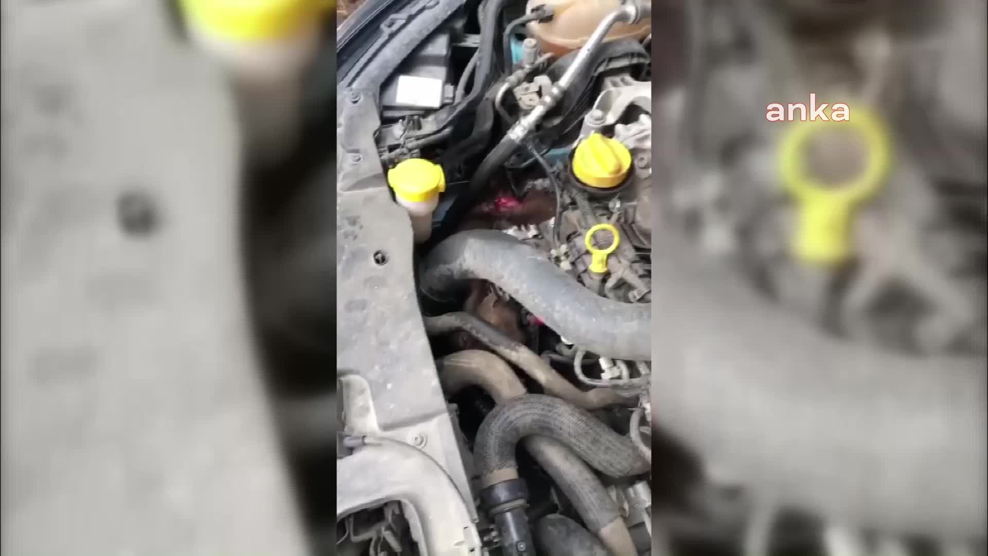 SİNOP’TA ARACIN MOTORUNA SIKIŞAN SANSAR İTFAİYE EKİPLERİNCE KURTARILDI