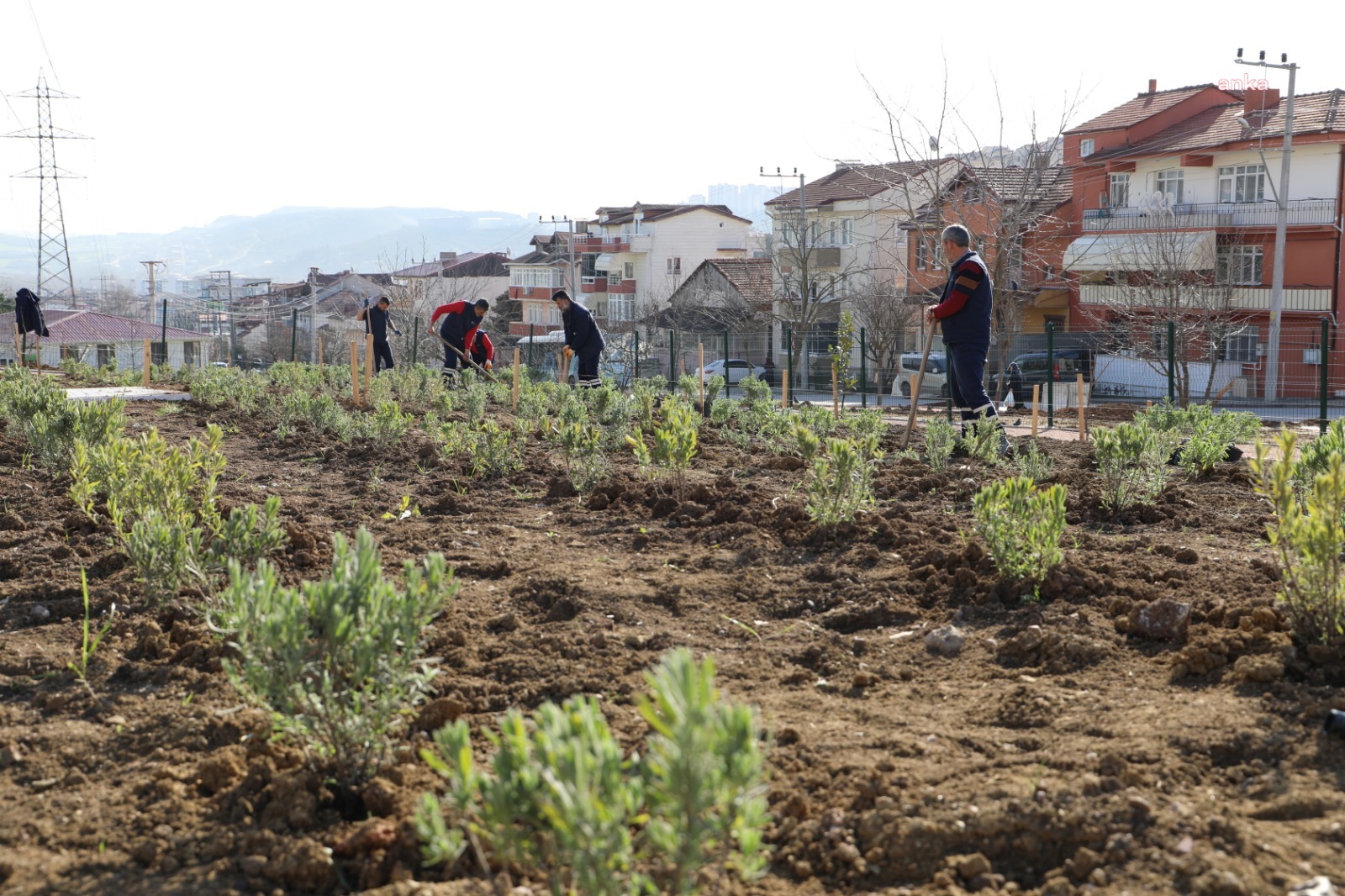 İZMİT BELEDİYESİ'NİN GÜNDOĞDU LAVANTA BAHÇESİ'NDE ÇALIŞMALARI SÜRÜYOR