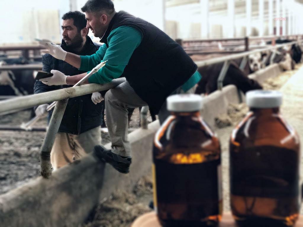 İSTANBUL VETERİNER HEKİMLER ODASI'NDAN ŞAP UYARISI: "HASTALIĞIN KONTROL ALTINA ALINABİLMESİ İÇİN TÜM KÜÇÜK VE BÜYÜKBAŞ HAYVAN HAREKETLİLİĞİ ENGELLENMELİDİR"