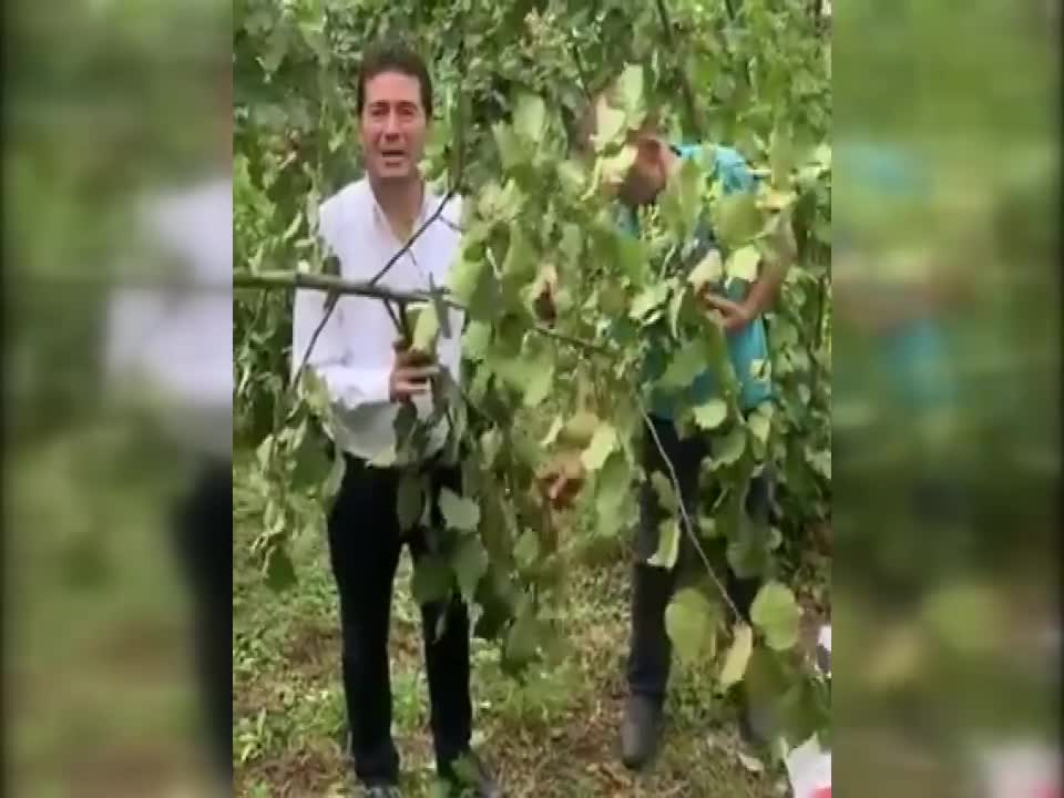CHP’Lİ KAYA FINDIK FİYATLARINI OLUMLU KARŞILADI