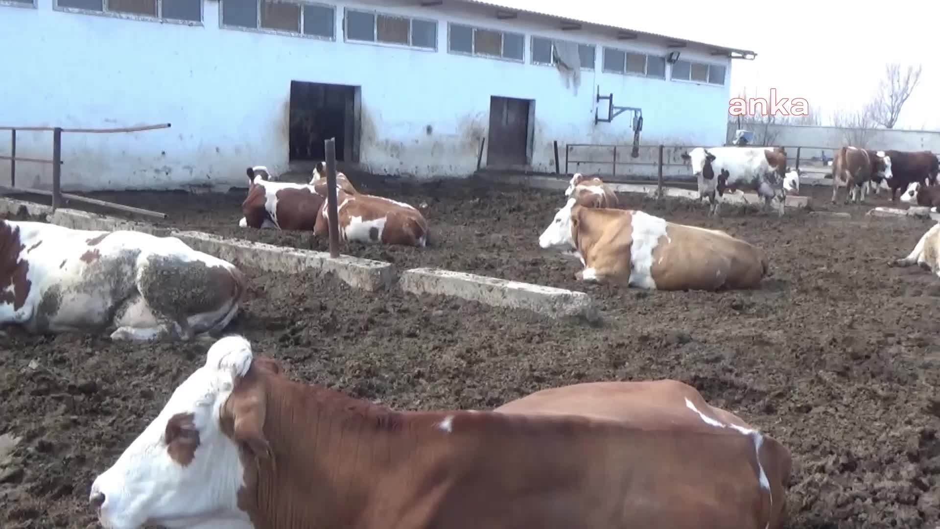 IĞDIRLI KASAP: VATANDAŞ ET ALAMIYOR. KEMİK ALIYOR, KEMİĞİ KAYNATIP SUYUNU ÇOLUK ÇOCUĞUNA YEDİRİYOR