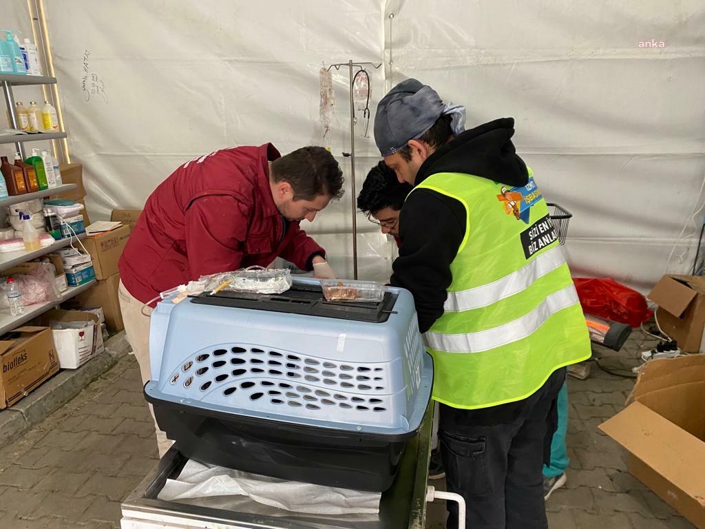 İZMİT BELEDİYESİ EKİPLERİ, HATAY DEFNE’DE CAN DOSTLARI TEDAVİ EDİYOR