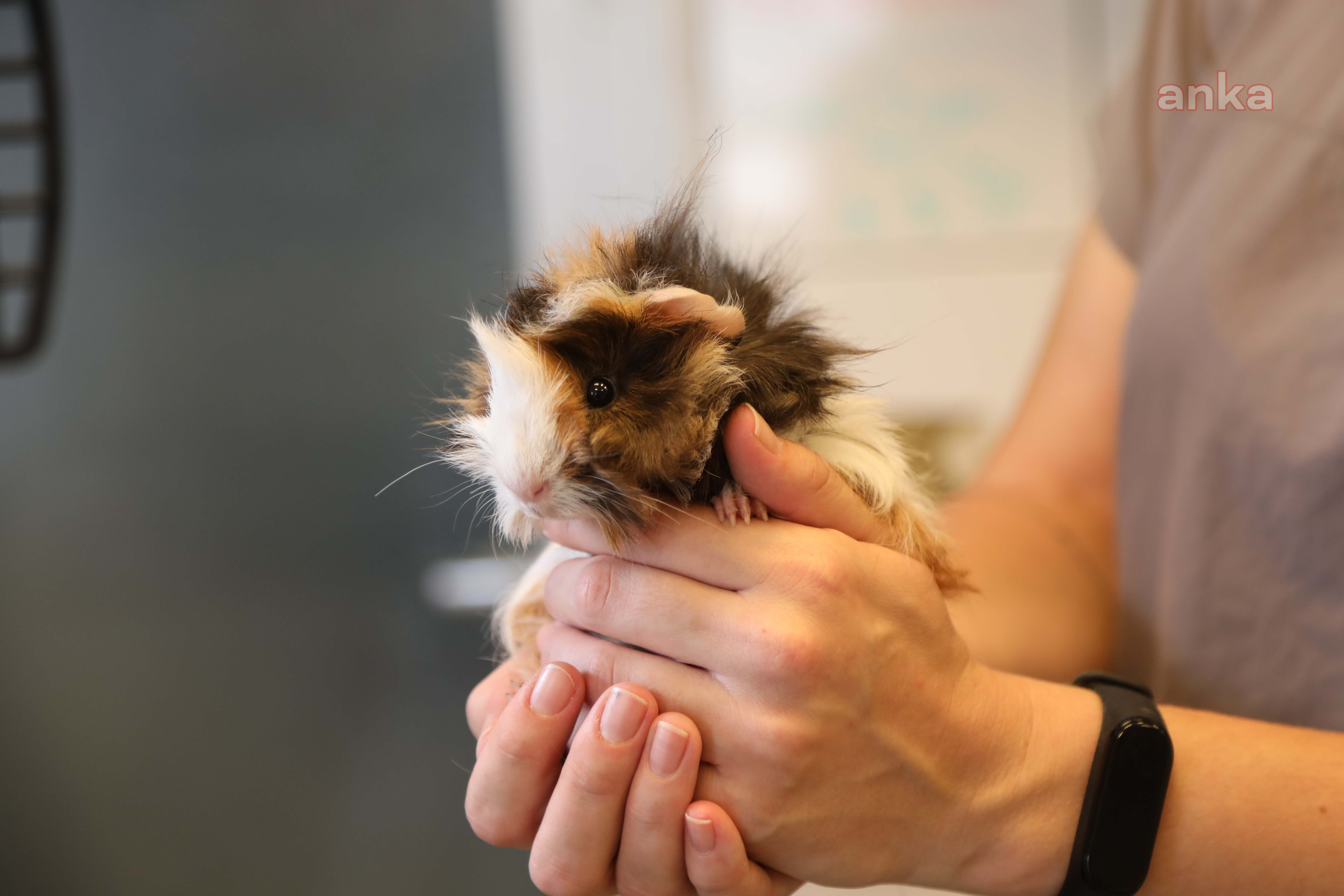 BODRUM'DA SEVİMLİ ‘GUINEA PIG’ SAHİPLENDİRİLMEYİ BEKLİYOR
