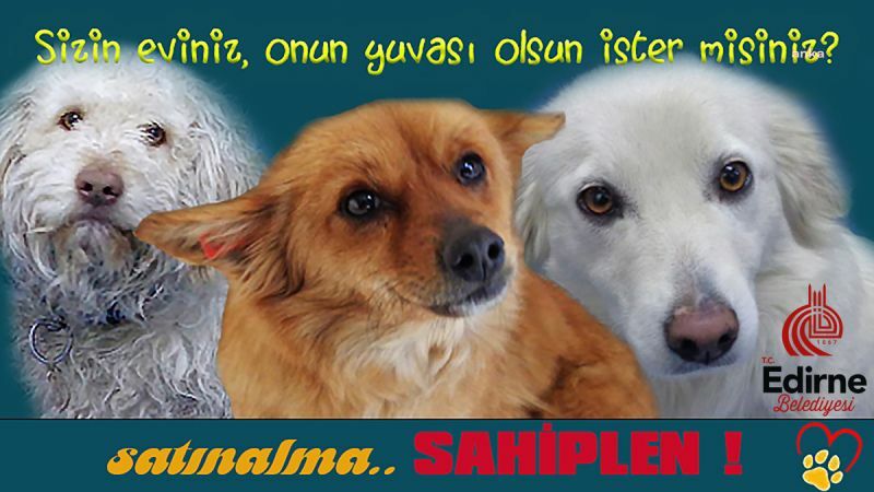EDİRNE BELEDİYESİ, SAHİPLENİLMEYİ BEKLEYEN CAN DOSTLARI SİTESİNDEN YAYINLAMAYA BAŞLADI