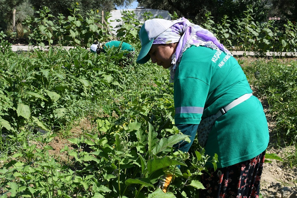 KUŞADASI BELEDİYESİ, ADABAHÇE'DE ÜRETTİĞİ SEBZELERİ ADAMARKET’TE SATIŞA SUNUYOR