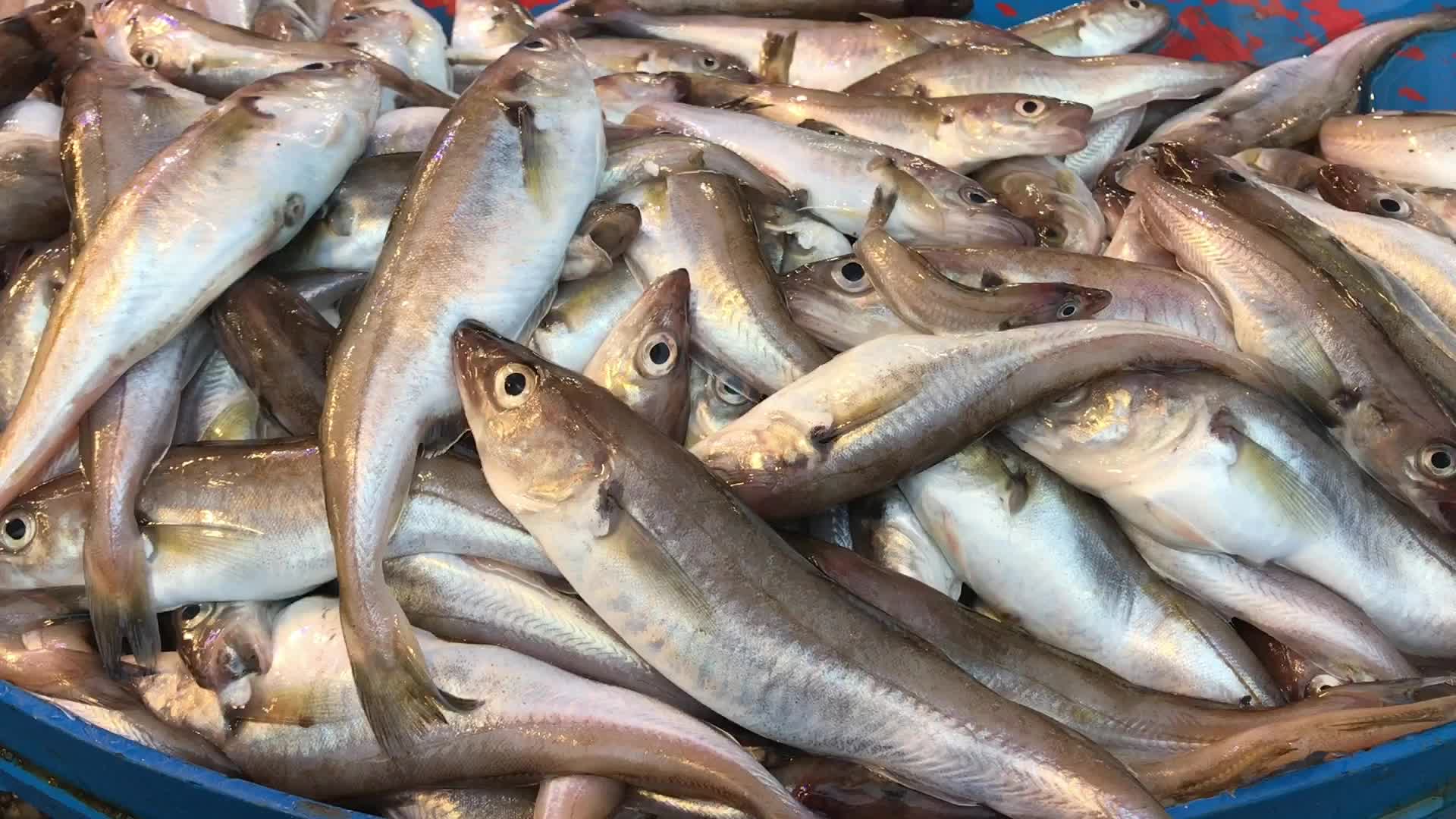 TRABZONLU BALIKÇI: VATANDAŞTA PARA OLACAK Kİ ALACAK. OLMADI MI NE YAPACAK VATANDAŞ