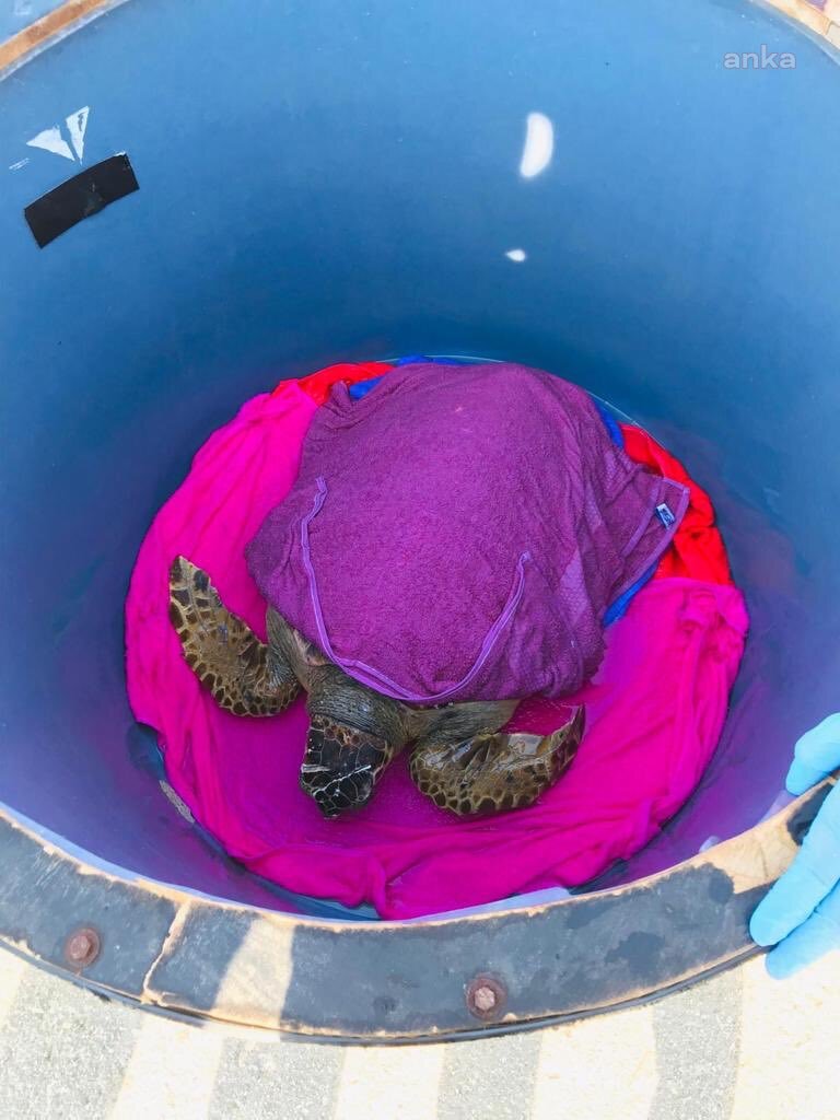 ENEZ'DE YARALI BULUNAN CARETTA CARETTA KURTARILDI