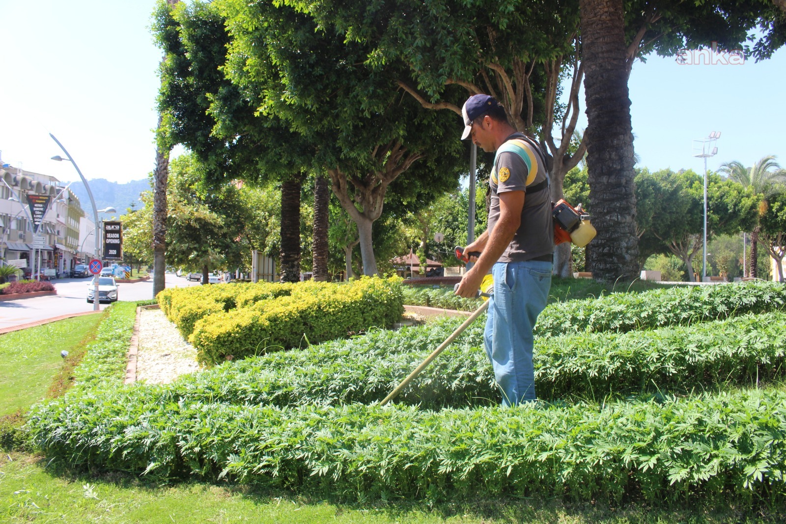 ANTALYA BÜYÜKŞEHİR'DEN  KEMER'DE YEŞİL ALAN BAKIMI  VE  VEKTÖREL MÜCADELE