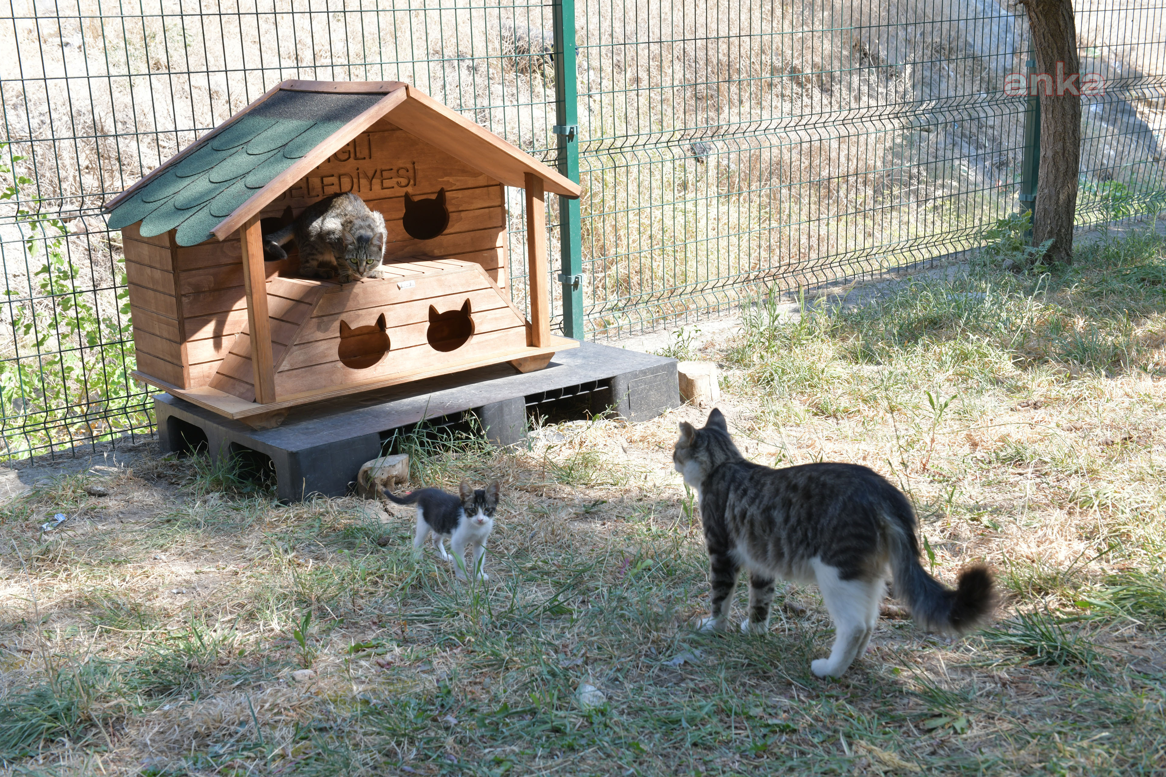 ÇİĞLİ'DE SOKAK KEDİLERİ, YENİ EVLERİNE KAVUŞTU