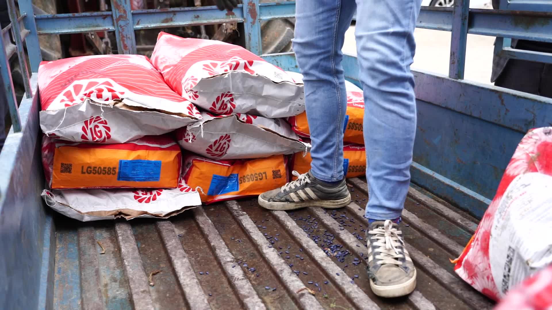 ANTALYA BÜYÜKŞEHİR’İN HİBE TOHUM DESTEKLERİ SÜRÜYOR