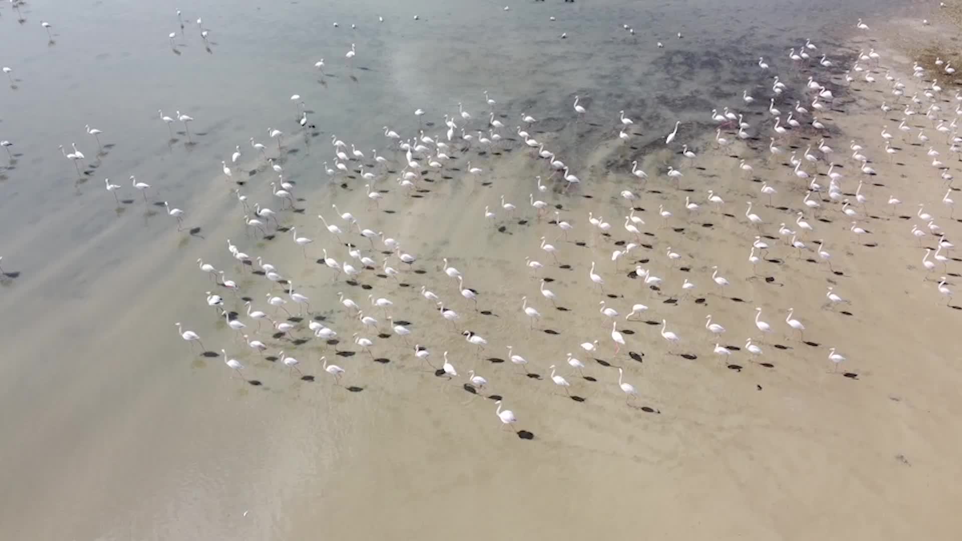 YOZGAT’IN KUŞ CENNETİ GELİNGÜLLÜ BARAJI, FLAMİNGOLAR BAŞTA OLMAK ÜZERE GÖÇMEN KUŞLARLA DOLDU