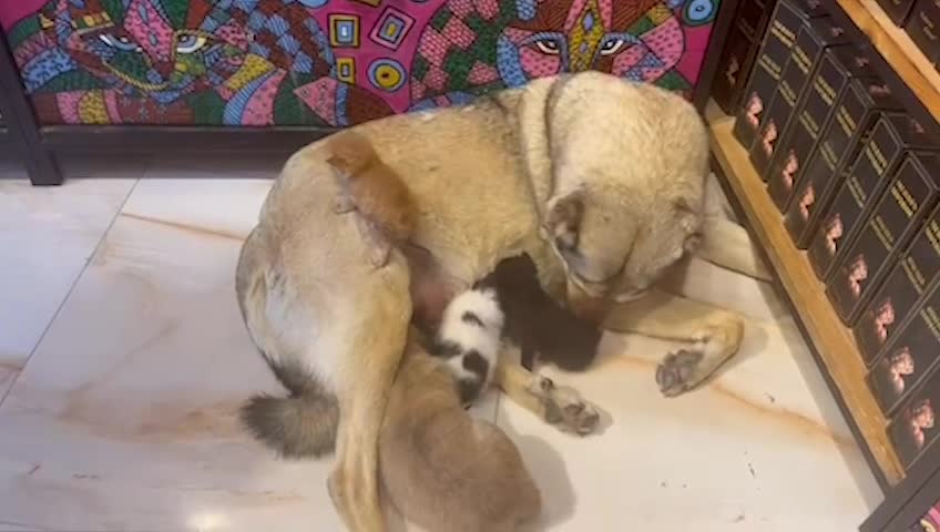 MARDİN’DE SOKAĞA ATILMIŞ 3 YAVRU KEDİYE BİR KÖPEK ANNELİK YAPIYOR