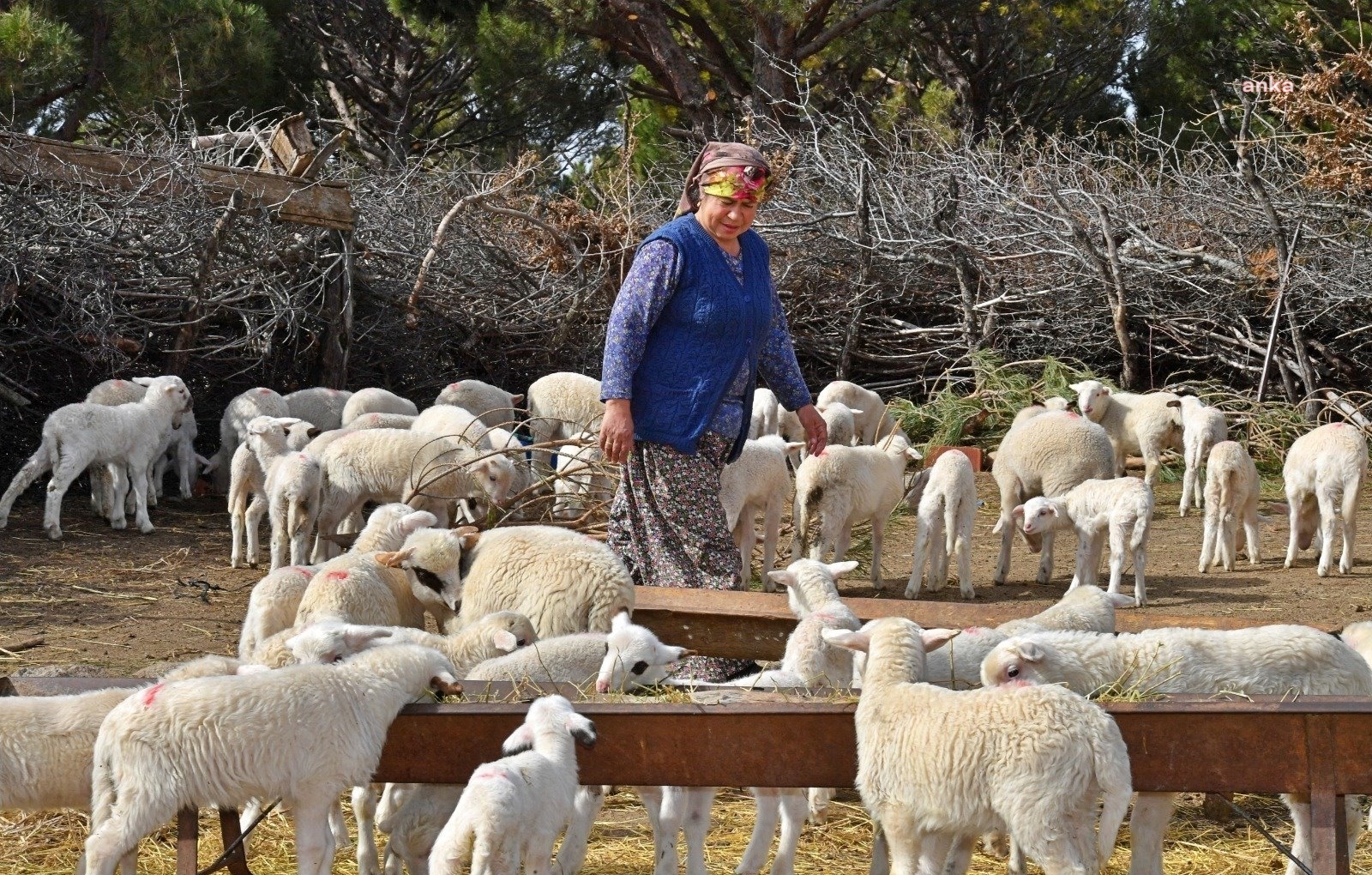 İZMİR’DE HEDEF, ÜRETİCİYE 50 MİLYON LİRALIK DESTEK
