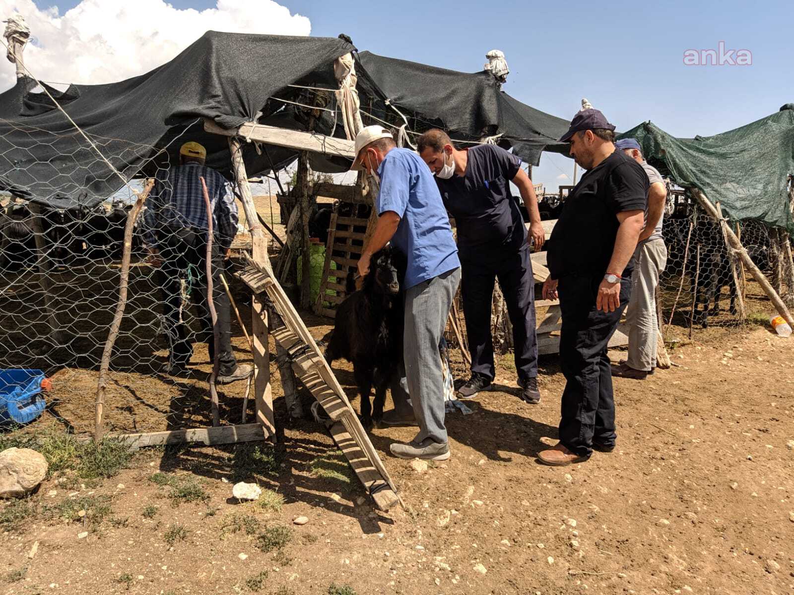 ANTALYA BÜYÜKŞEHİR BELEDİYESİ TOPLAM 1100 HAYVANA DIŞ PARAZİT İLAÇLAMASI YAPTI