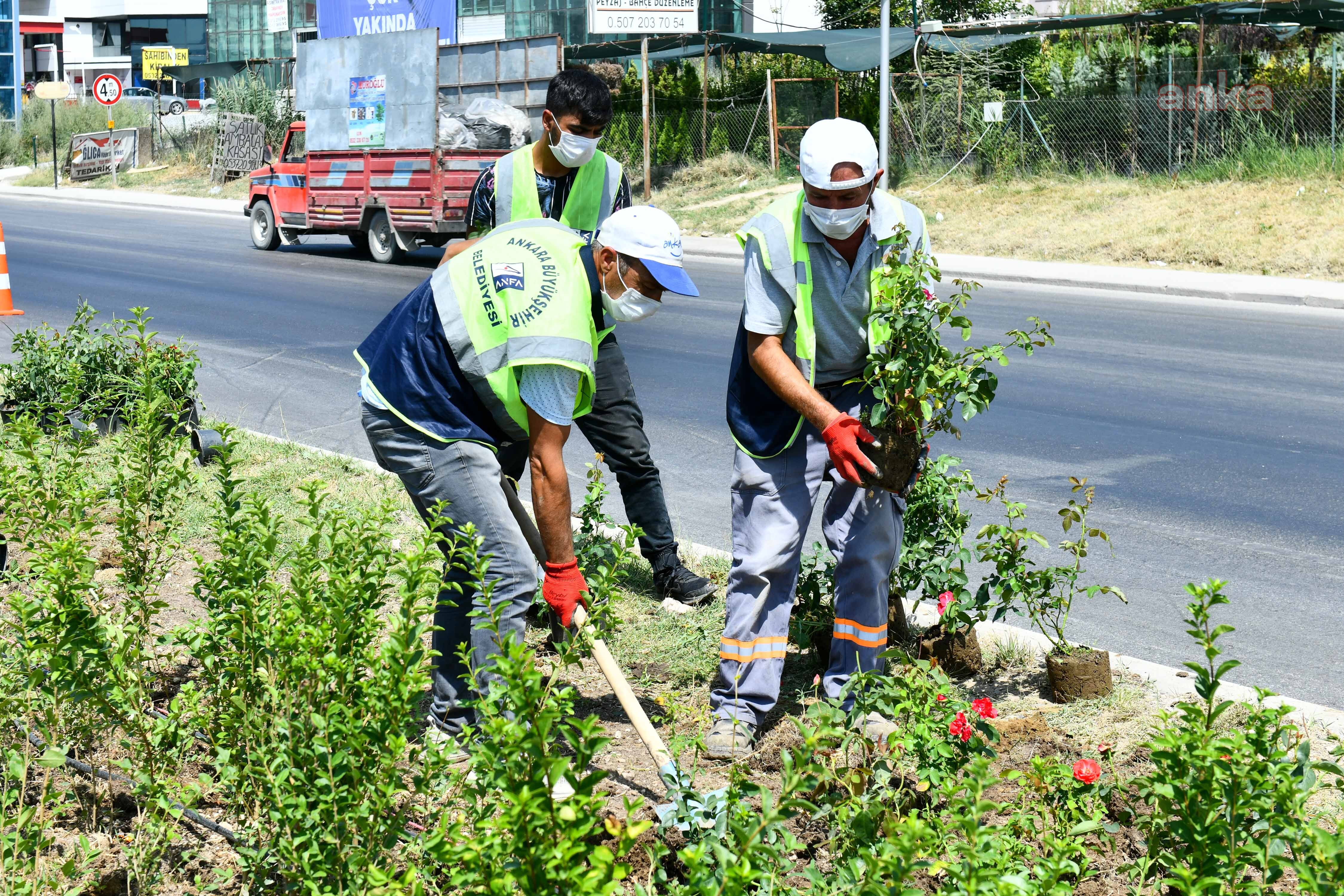ANKARA MEVSİMLİK BİTKİ VE ÇİÇEKLERLE SÜSLENDİ