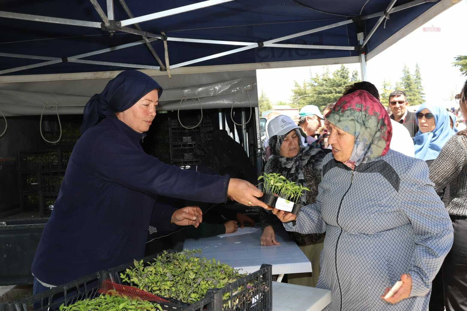 ESKİŞEHİR BÜYÜKŞEHİR BELEDİYESİ YEREL TOHUM MERKEZİ'NDE ÜRETİLEN SEBZE FİDELERİ, MİHALIÇÇIK’TA VATANDAŞLA BULUŞTU
