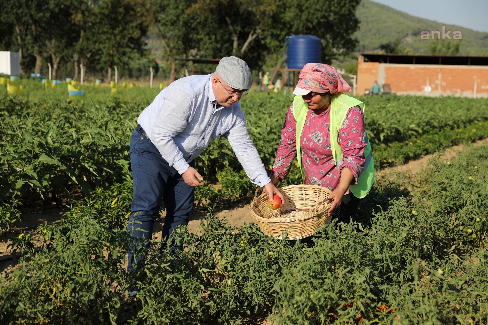 MENTEŞE BELEDİYESİ TARLADAN EVLERE SAĞLIK GETİRDİ