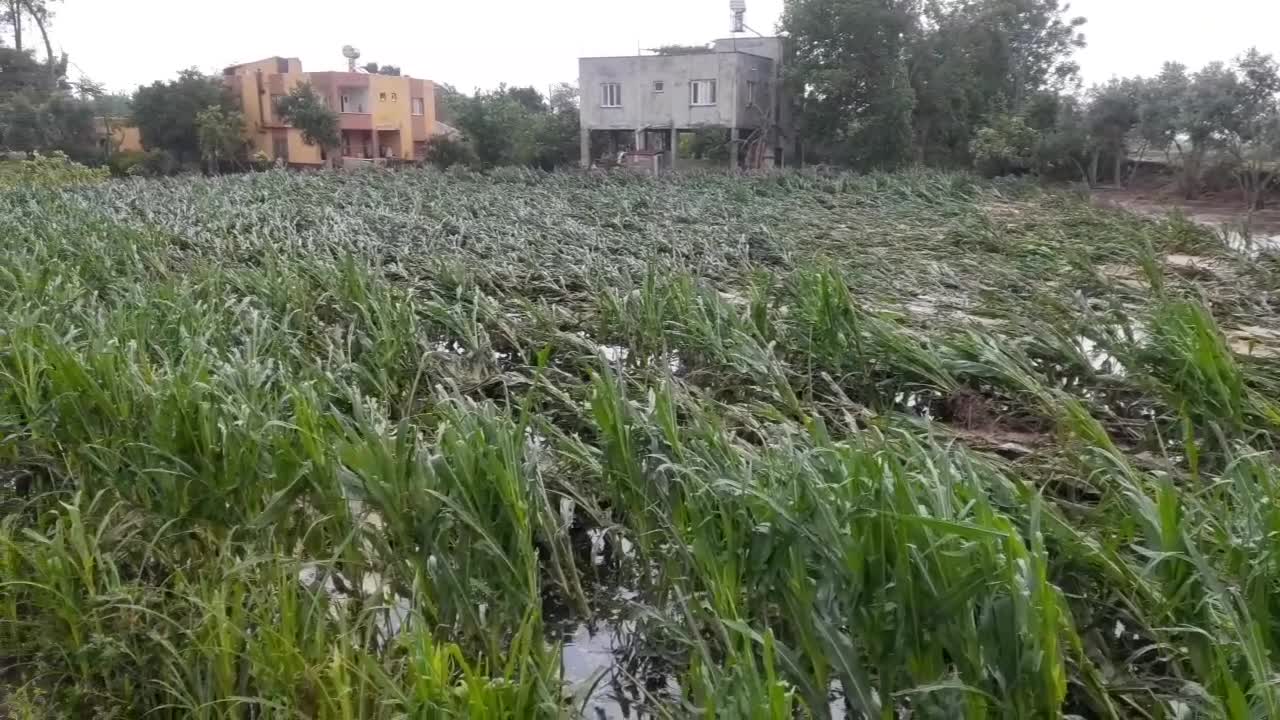 OSMANİYE'DE ETKİLİ OLAN YAĞMUR NEDENİYLE BAZI BÖLGELERDE TARIM ARAZİLERİ VE EVLERİ SU BASTI