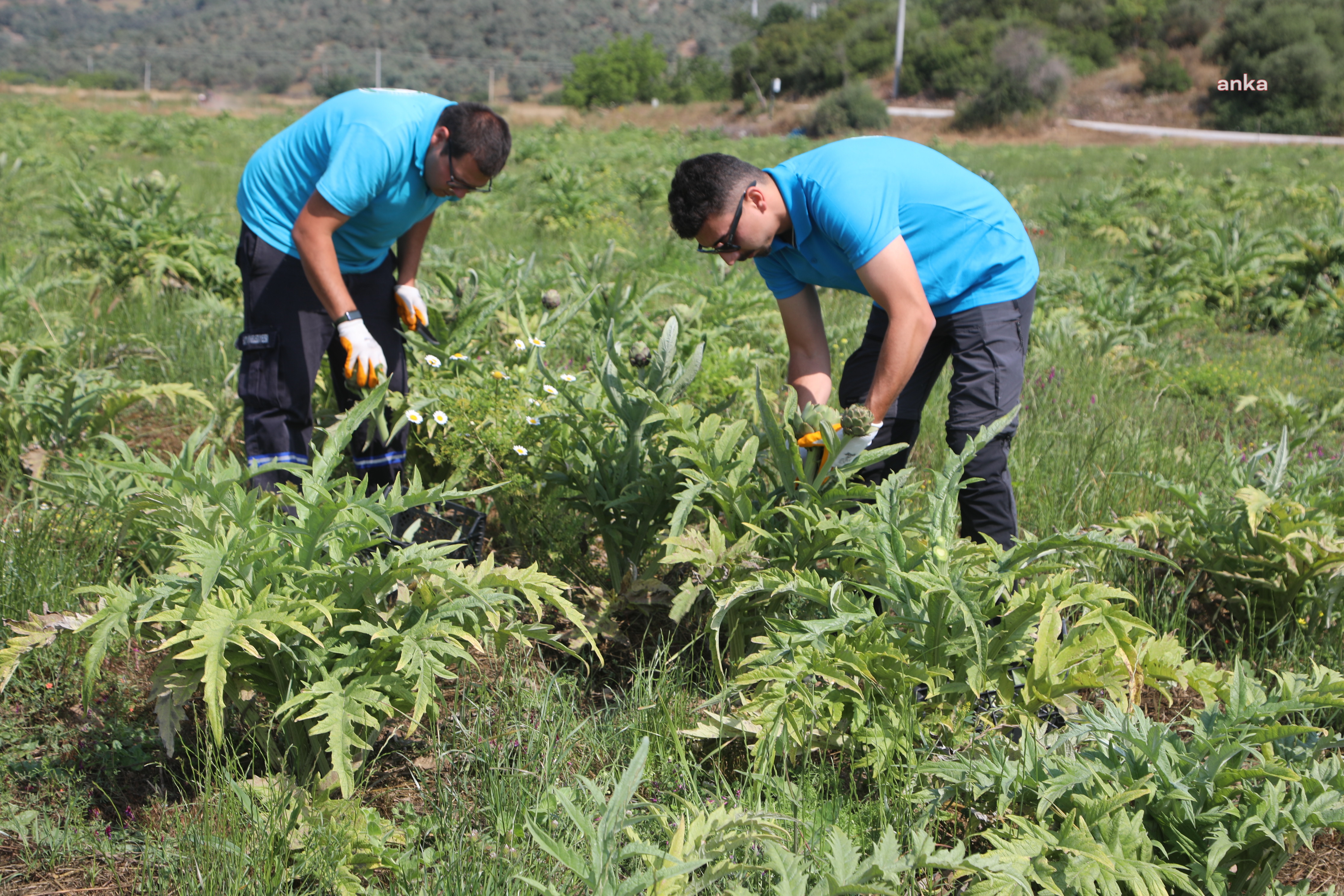 BODRUM BELEDİYESİ, TARIMSAL KALKINMA HEDEFİYLE ÇALIŞMAYA DEVAM EDİYOR