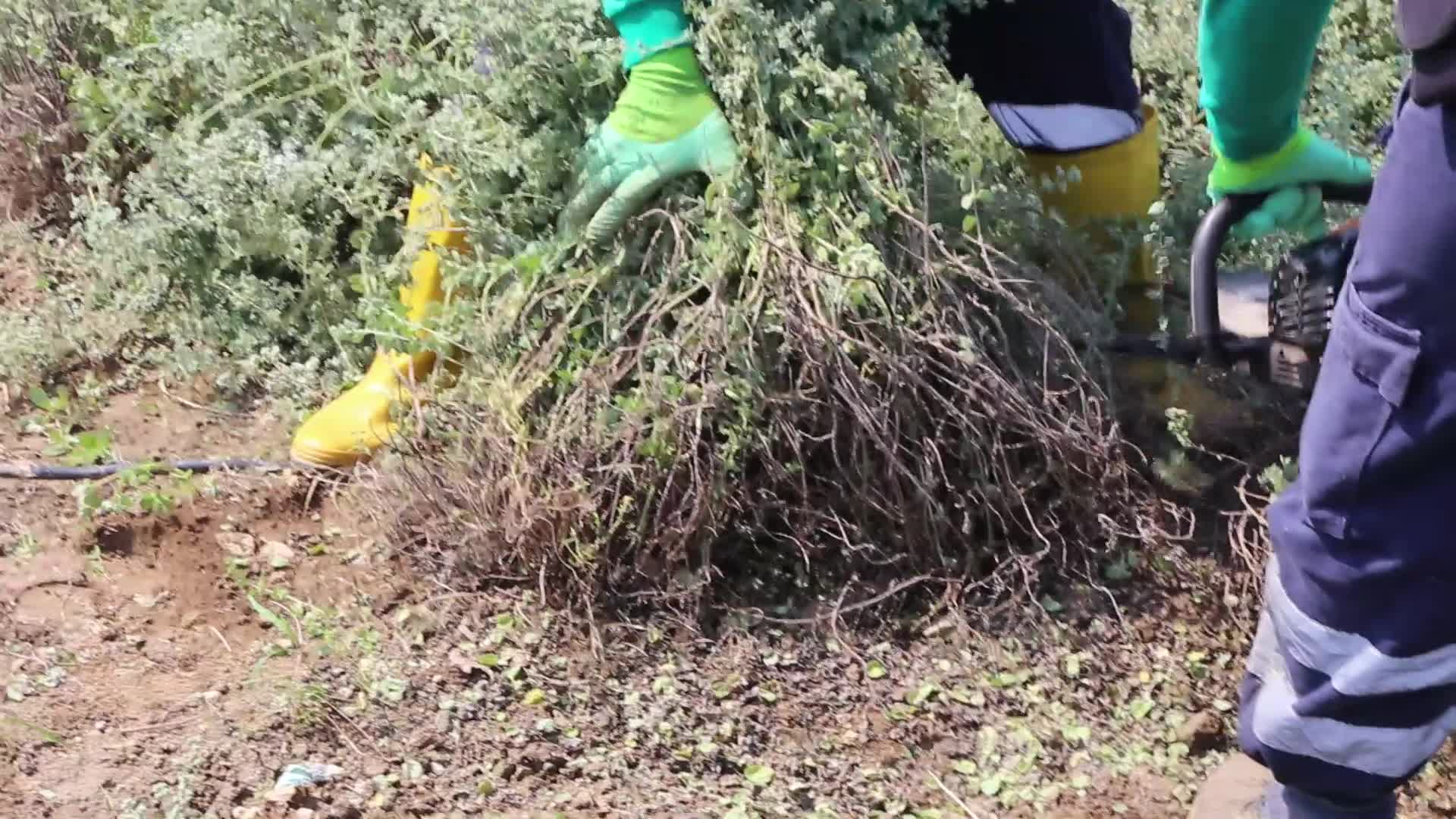 EFELER’DE KEKİK HASADI BAŞLADI