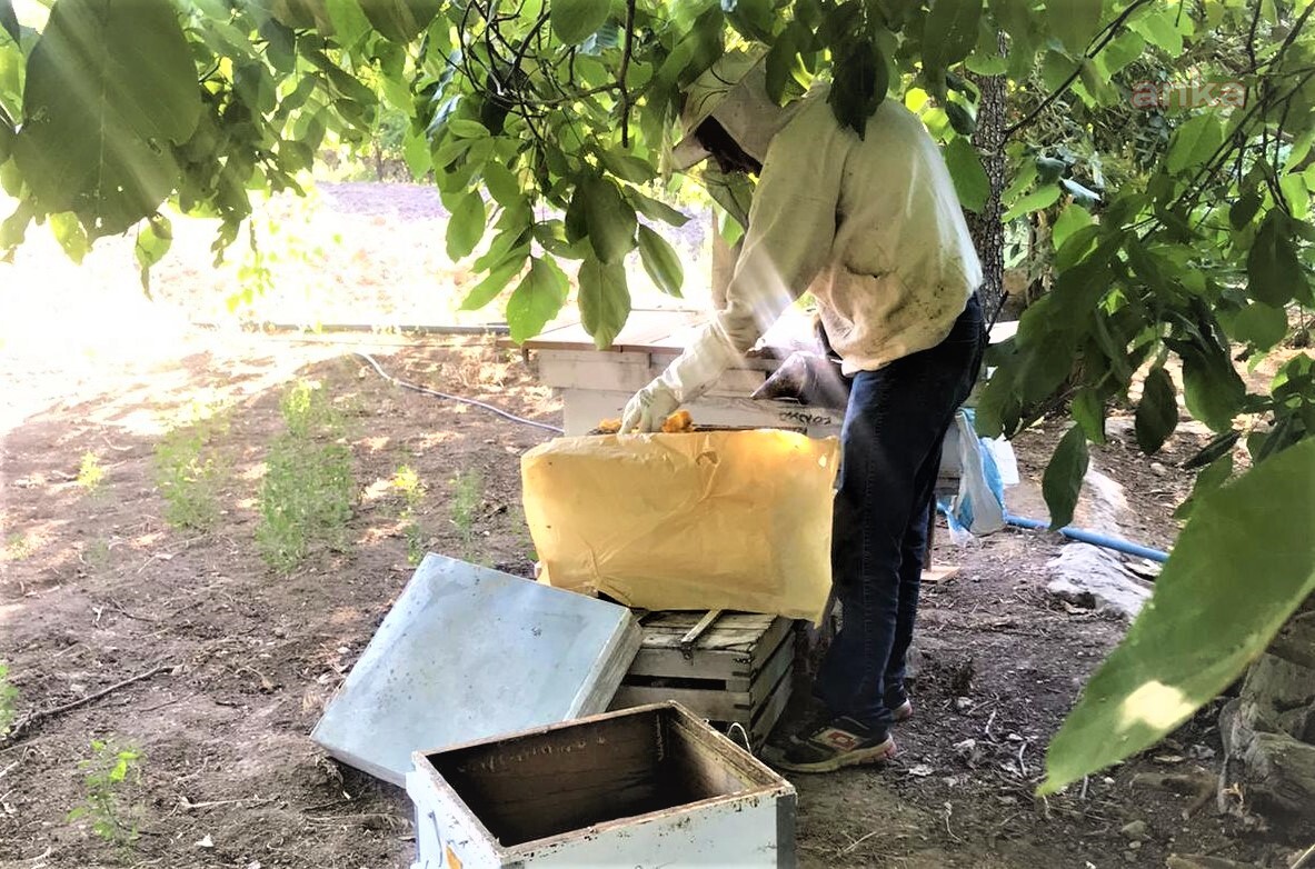 SEYDİŞEHİR’DE BAL SAĞIM SEZONU BAŞLADI