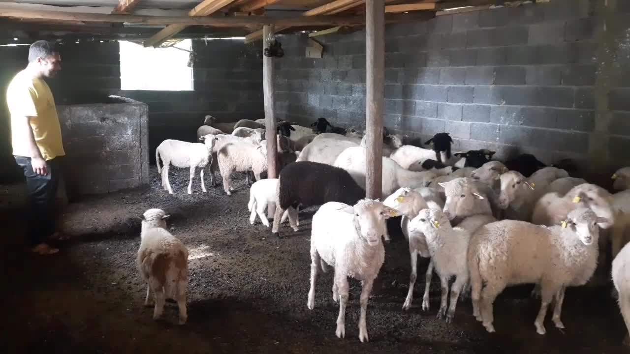 KADİRLİLİ BESİCİ: "ESKİDEN BAYRAMA BİR AY KALA KURBANLIK KALMIYORDU. ŞİMDİ 'KREDİ KARTI GEÇERLİ Mİ? KAÇ TAKSİT YAPIYORSUNUZ' DİYE SORUYORLAR. DURUMLAR ÇOK KÖTÜ"