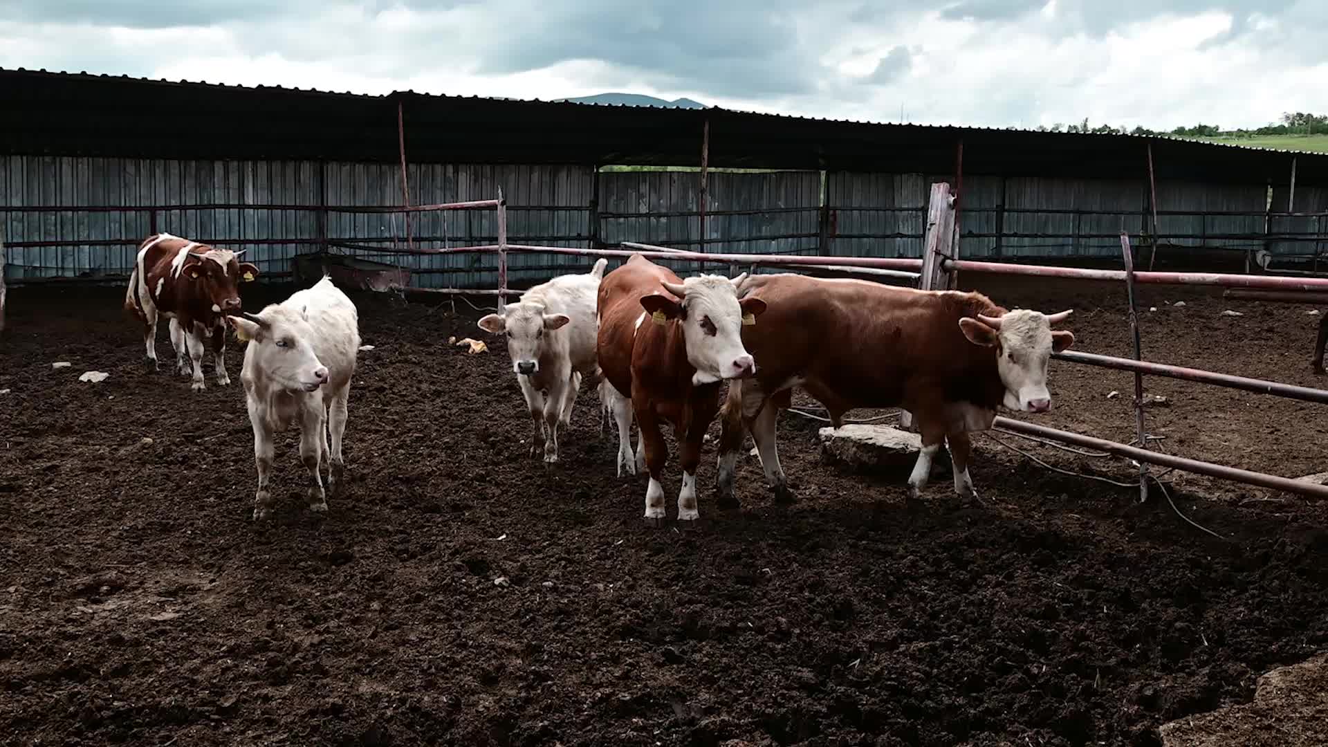 YOZGAT'TA CANLI HAYVAN PAZARLARI KAPALI OLMASINA RAĞMEN KURBAN SATIŞLARI BAŞLADI
