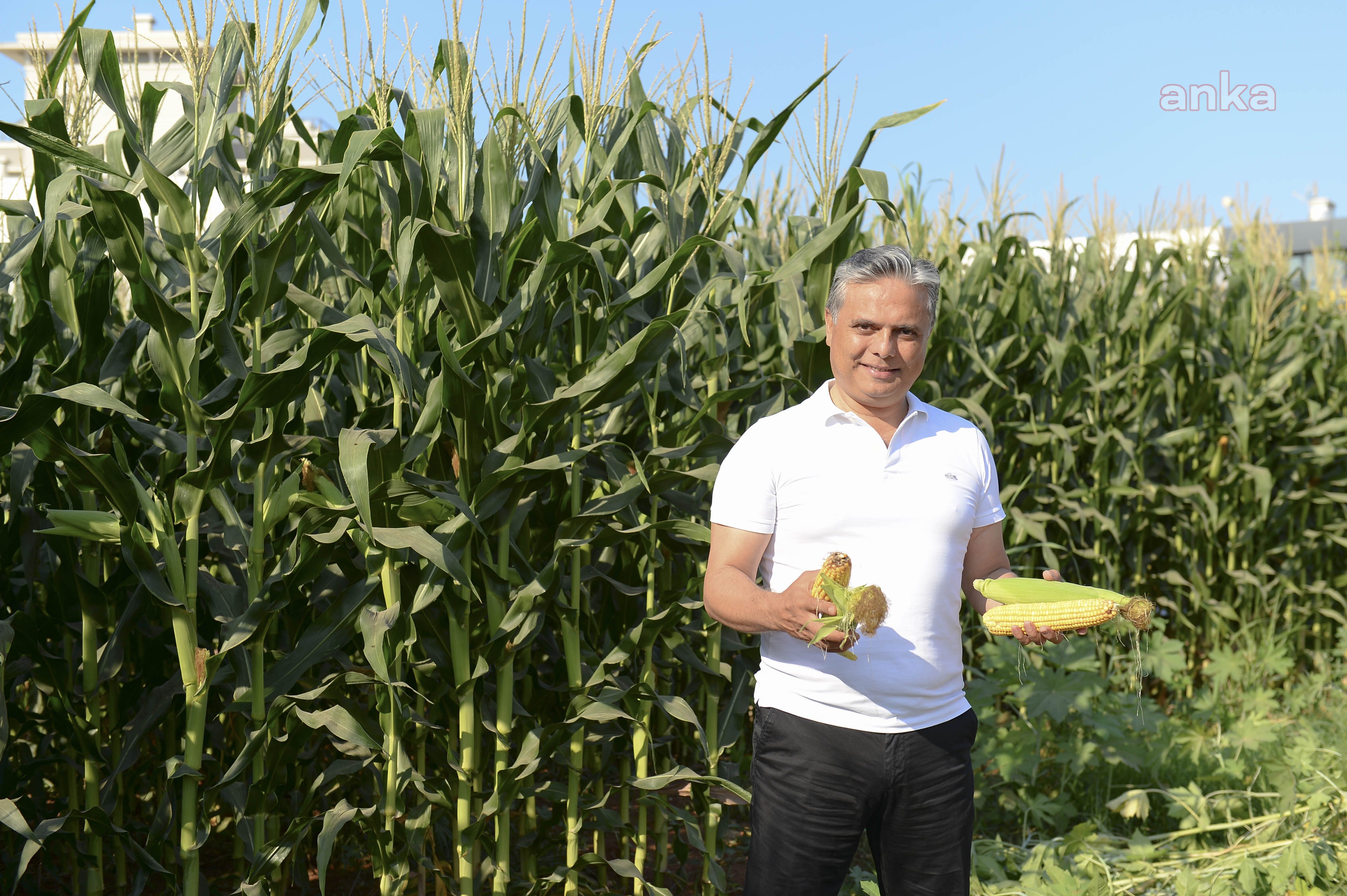 MISIRLAR HASAT İÇİN GÜN SAYIYOR