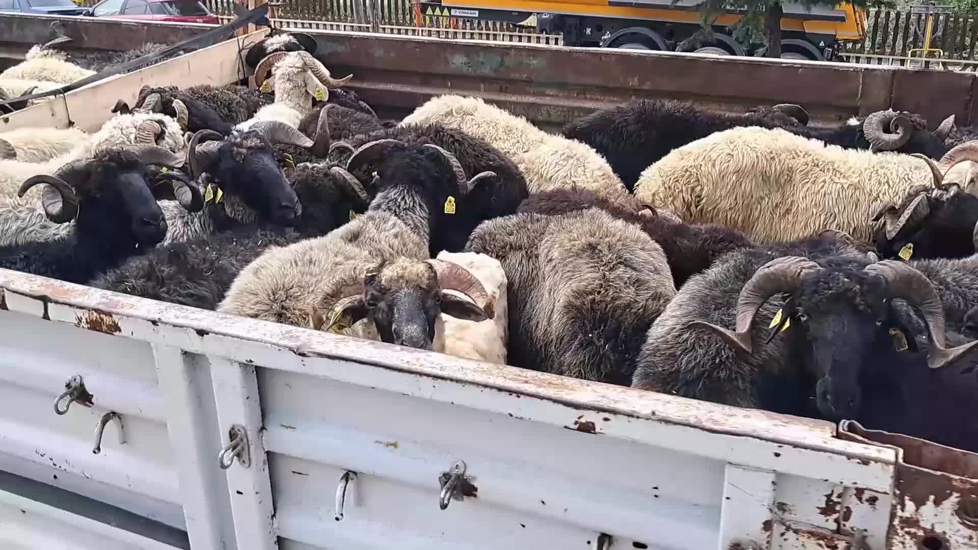 ARTVİN'DEN BURSA'YA KURBANLIK GÖTÜREN BESİCİ: "GEÇEN YIL 19 BİN LİRAYA KİRALADIĞIM YER BU YIL 30 BİN LİRA"