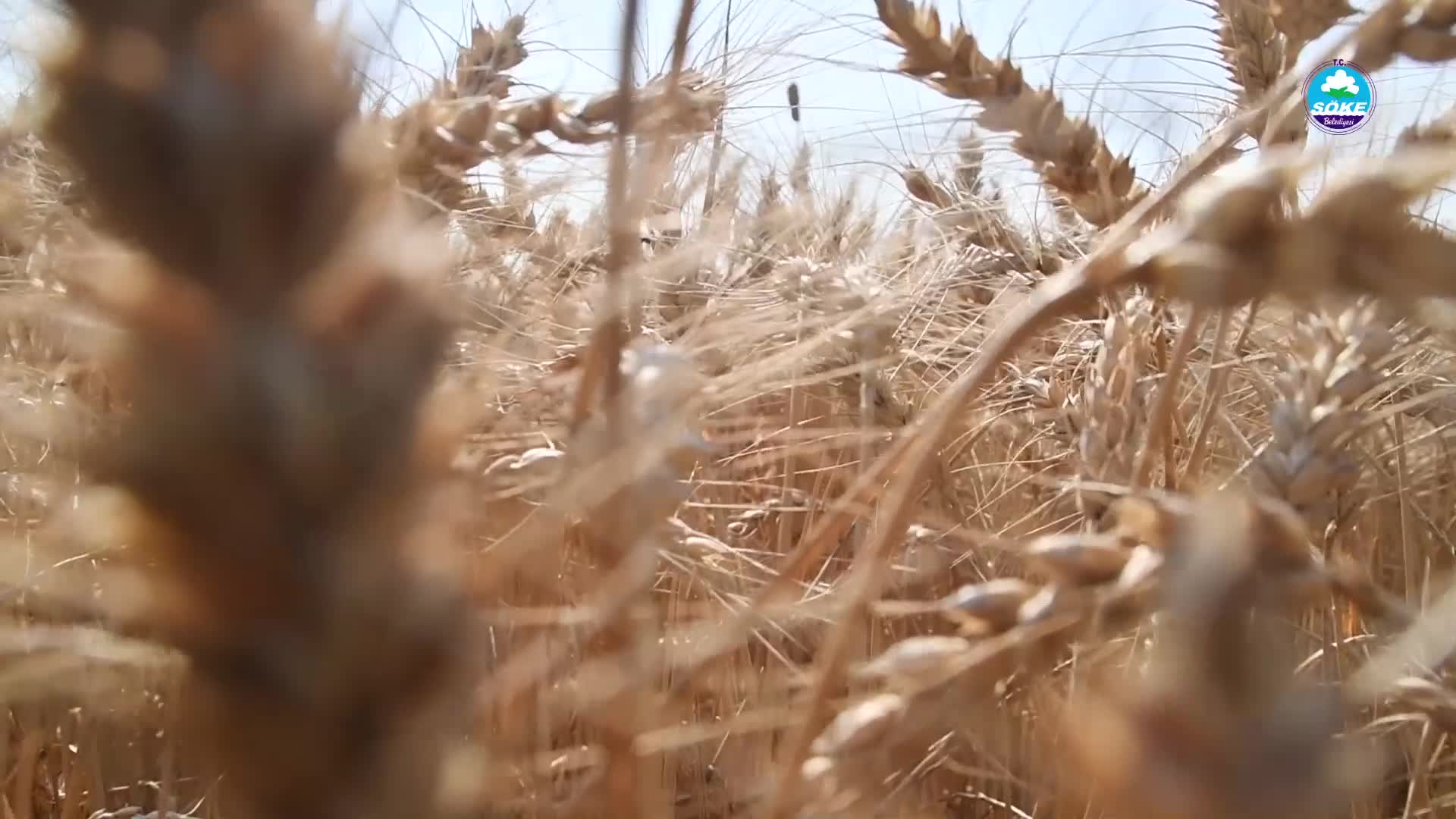 SÖKE BELEDİYESİ'NİN ÜRETTİĞİ BUĞDAYLAR HASAT EDİLDİ