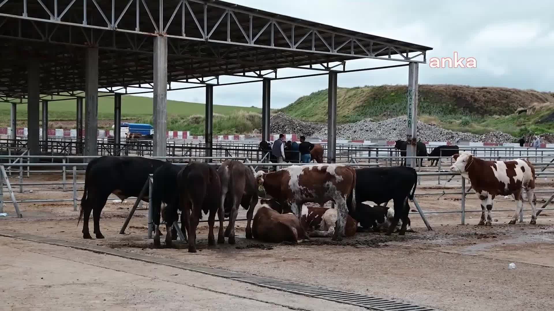 YOZGAT’TA CANLI HAYVAN PAZARLARI YENİDEN AÇILDI, KURBANLIKLAR PAZARLARDA SATILMAYA BAŞLANDI