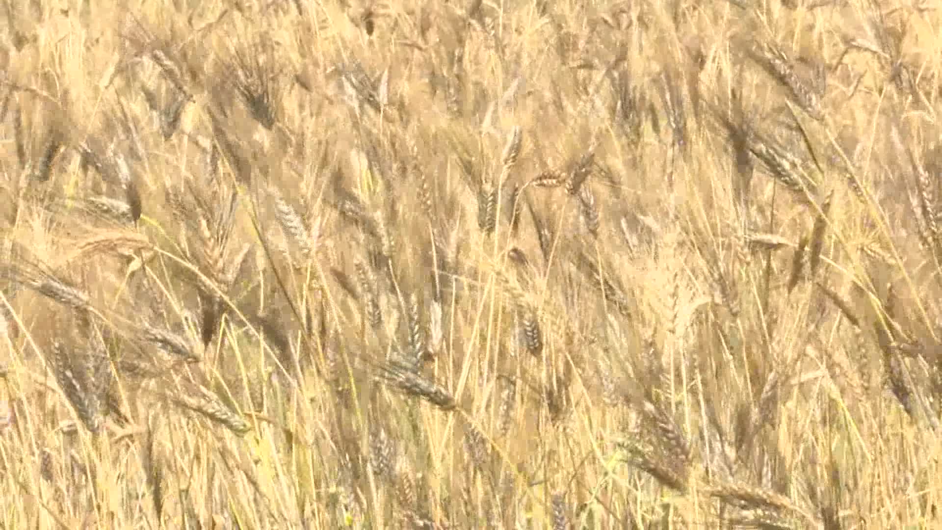 İZMİR'DE KARAKILÇIK BUĞDAYI HASADI