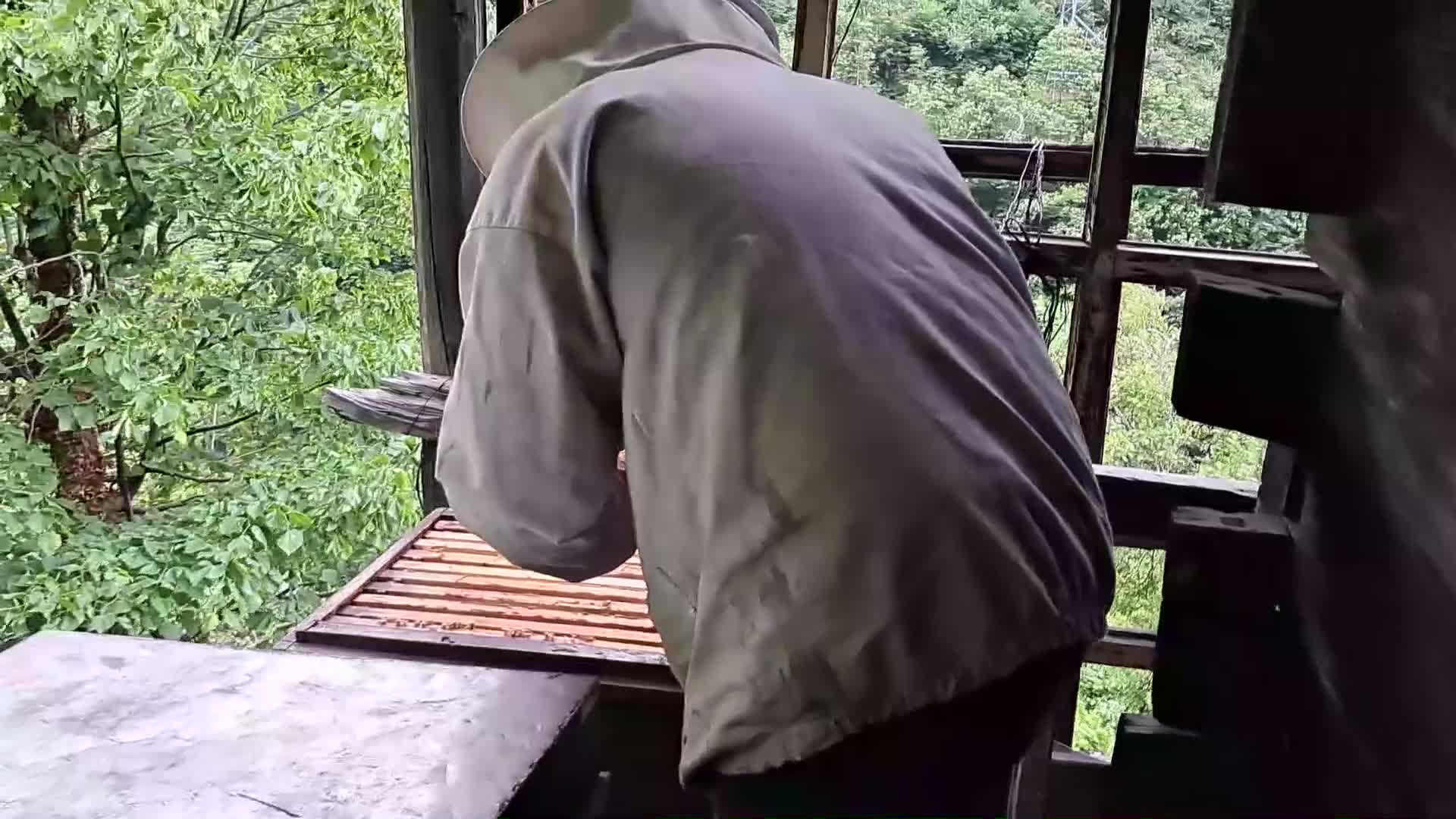 ARTVİN BORÇKA’DA KESTANE BALI ÜRETİCİSİ ARICILAR: "KESTANE AĞAÇLARINDA BAŞLAYAN DAL KANSERİ NEDENİYLE ARICILIK SIKINTIYA GİRMEYE BAŞLADI"