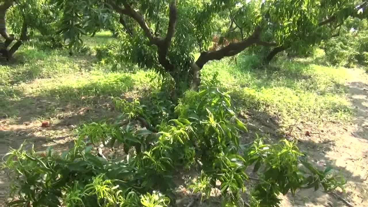 AYDINLI ŞEFTALİ ÜRETİCİSİ: "GÜZELİM AĞAÇLARI KESMEK ZORUNDA KALDIK. ARTIK MALİYETİNİ KARŞILAMIYOR"