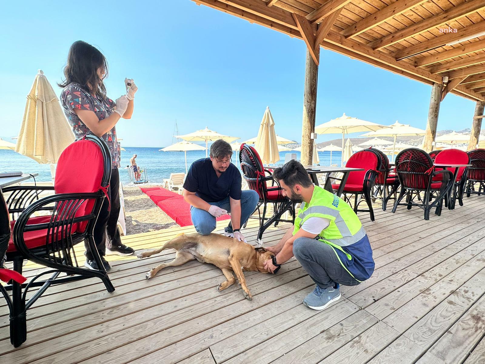 BODRUM BELEDİYESİ'NDEN SOKAK HAYVANLARINA SAĞLIK TARAMASI