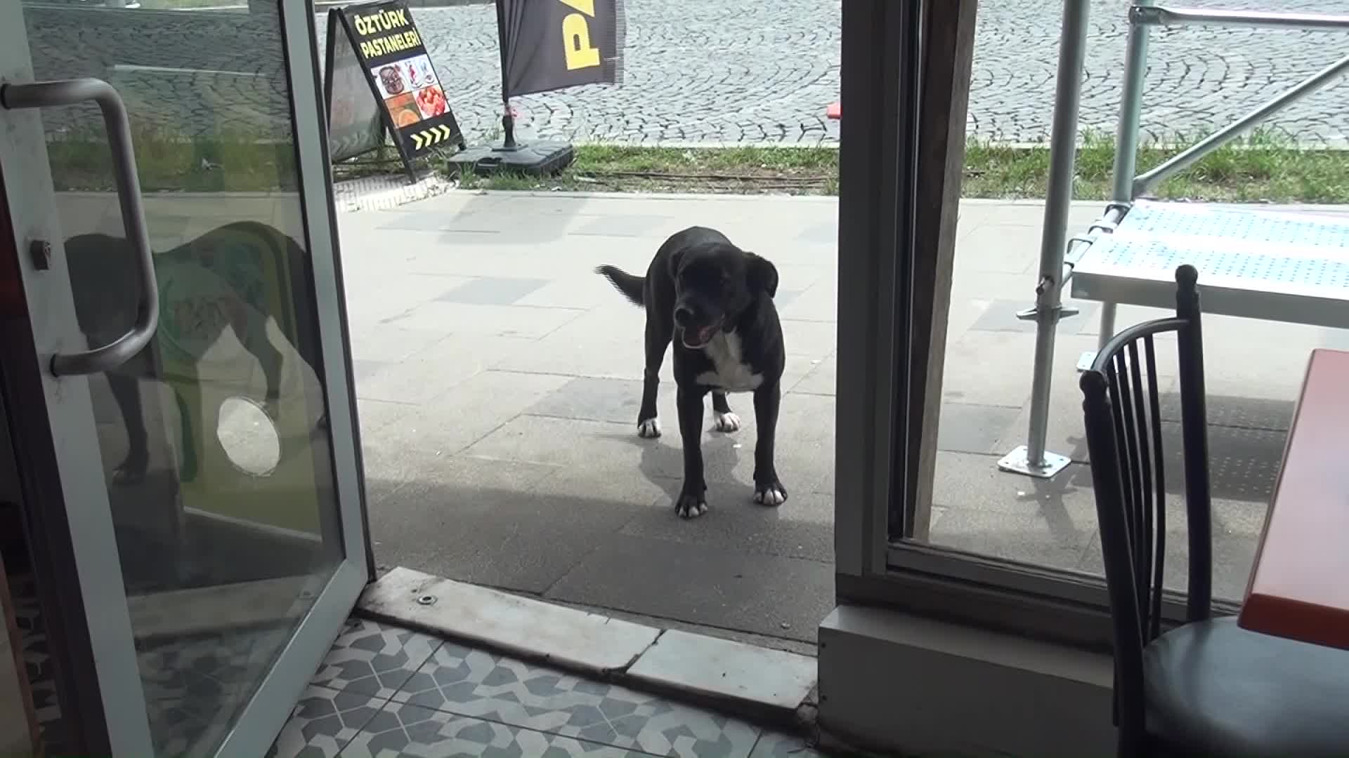 SİNOP'TA ESNAFIN MASKOTU HALİNE GELEN 'PATİ' KURYELERLE PAKET SERVİSİNE ÇIKIYOR