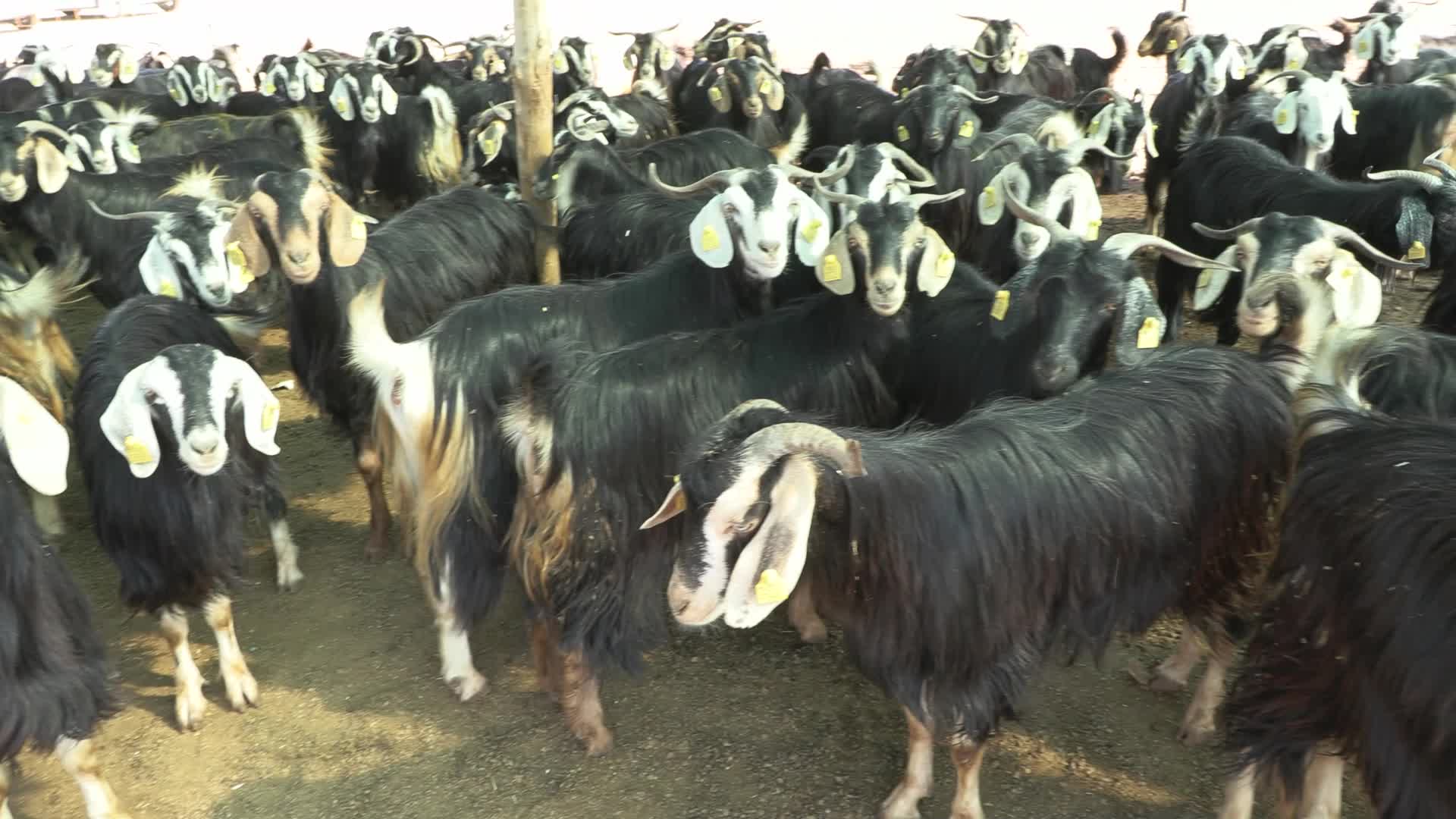 MURATPAŞA BELEDİYESİ KURBAN BAYRAMI’NA HAZIR