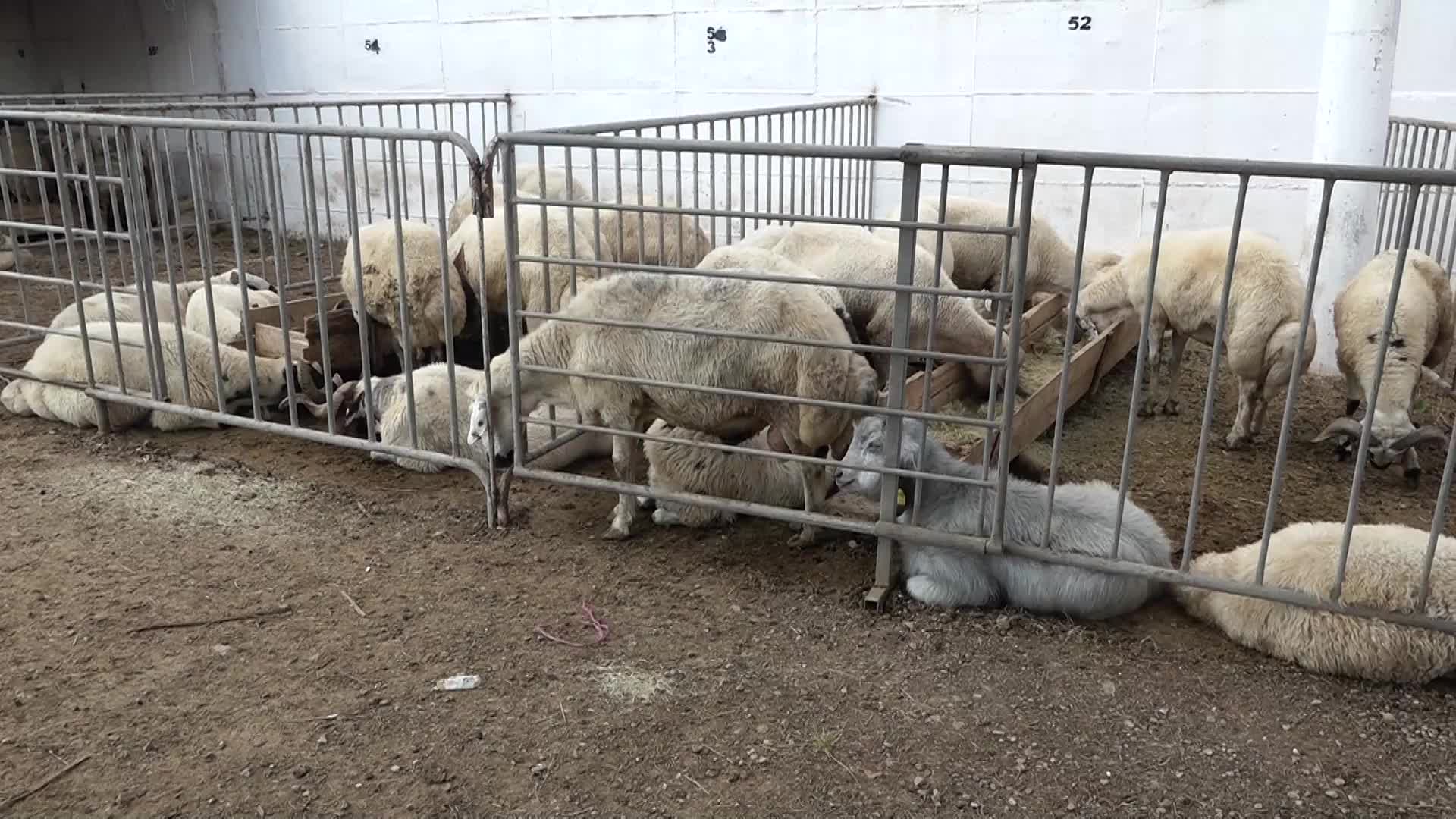 EDREMİT’TE KURBAN SATIŞ VE KESİM YERLERİ BELİRLENDİ