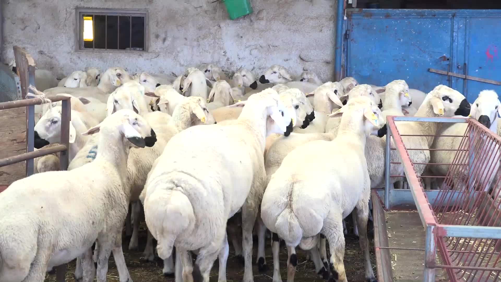 AKSARAYLI BESİCİ ERKEK: "VATANDAŞIMIZ GELİYOR KURBAN ALIYOR, ÖDEMEYE BÜTÇESİ YETMİYOR. 'BİR AY SONRA ÖDEYEYİM' DİYOR BÖYLE VADELİ SATIŞLARIMIZ DA OLUYOR"
