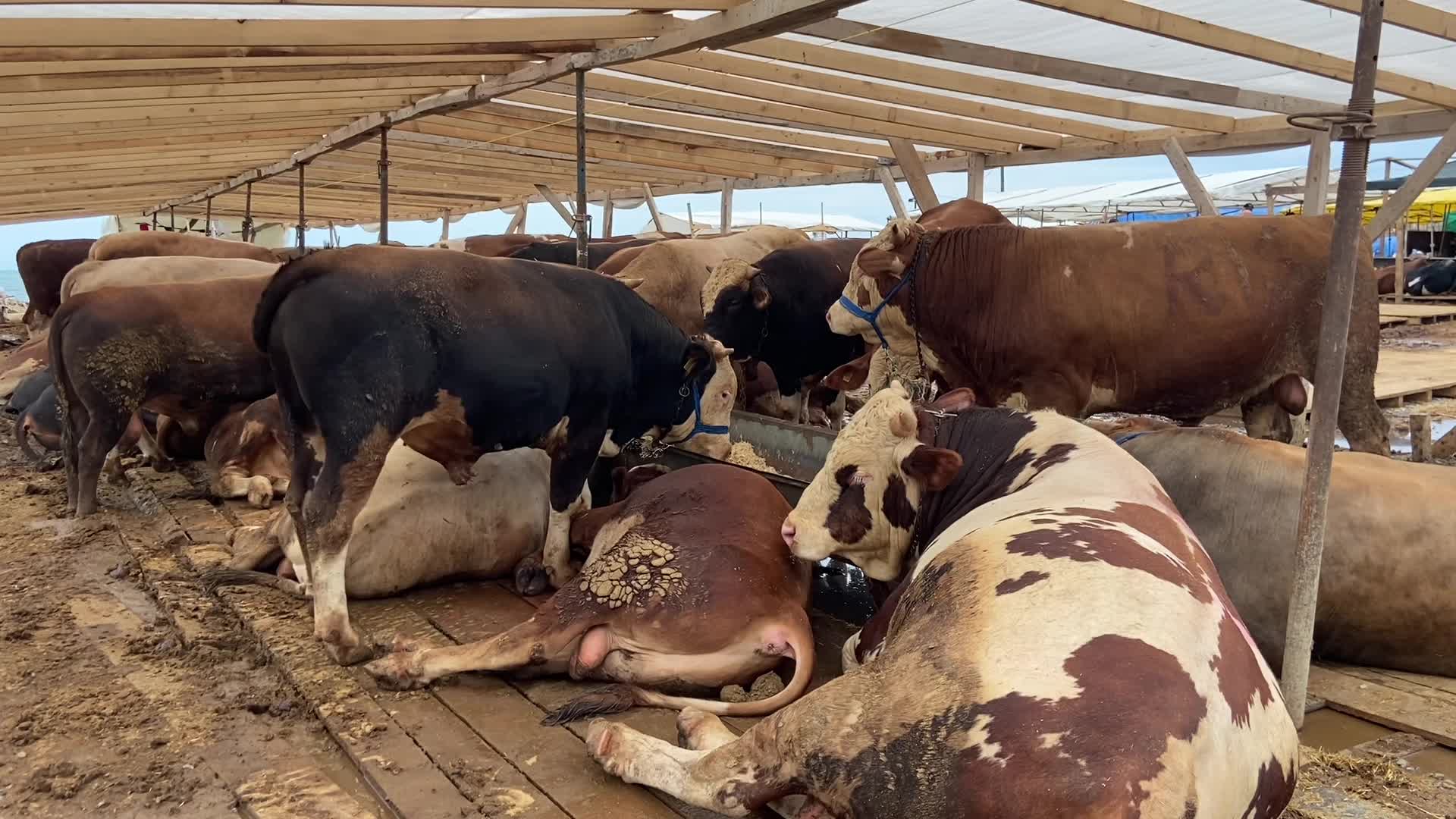 TRABZON'A KURBANLIK SATMAK İÇİN GELEN AĞRILI BESİCİ: "GEÇEN SENEYE GÖRE FİYATLAR BU YIL 3 KAT DAHA FAZLA"