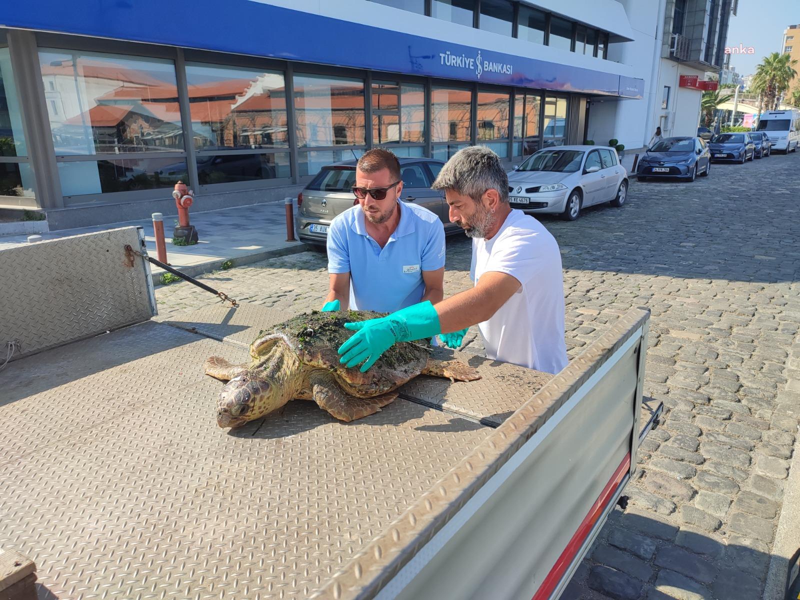 İZMİR KÖRFEZİ'NDE YARALI “CARETTA CARETTA” BULUNDU