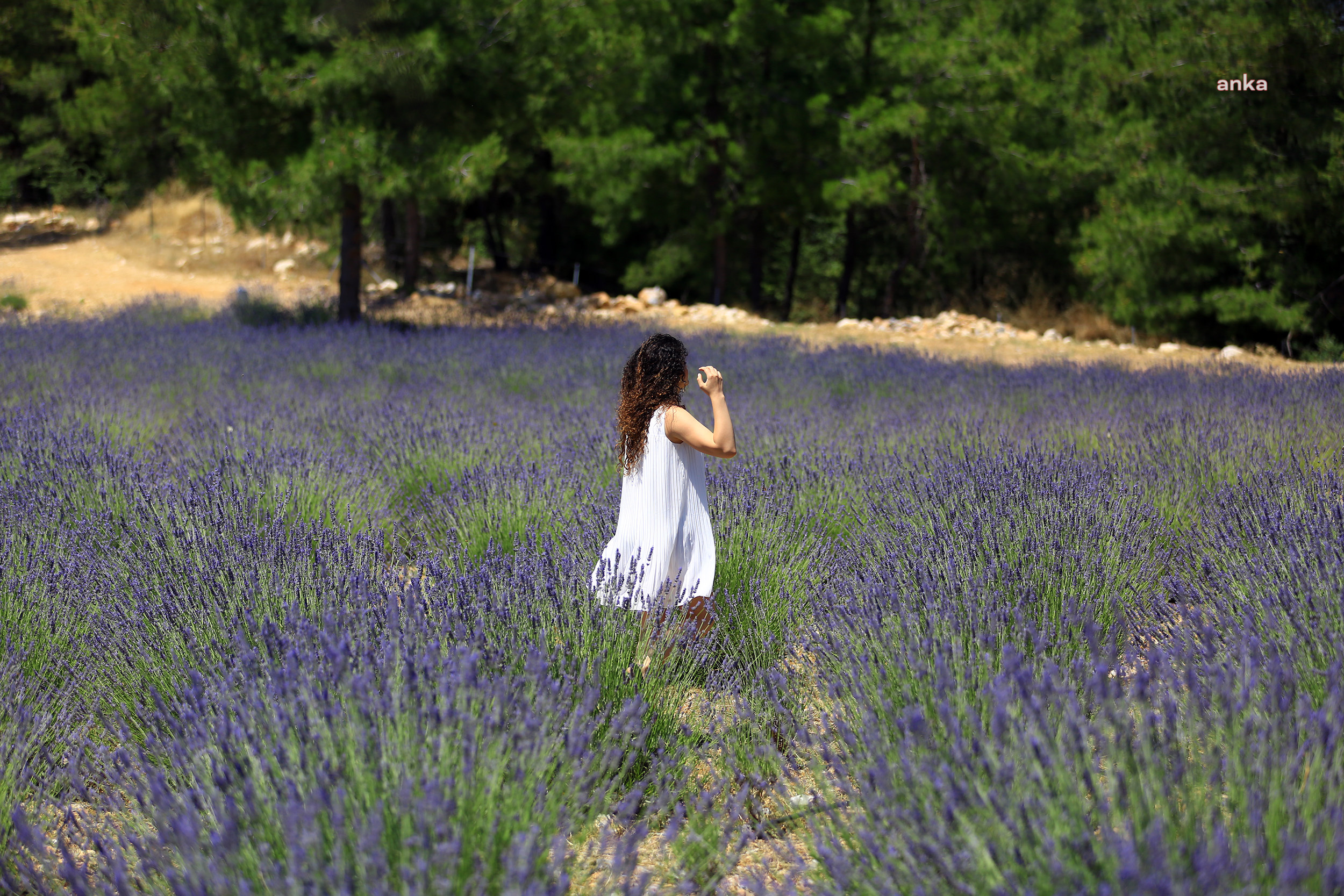 MUĞLA BÜYÜKŞEHİR BELEDİYESİ’NİN LAVANTA BAHÇESİ ZİYARETE AÇILIYOR